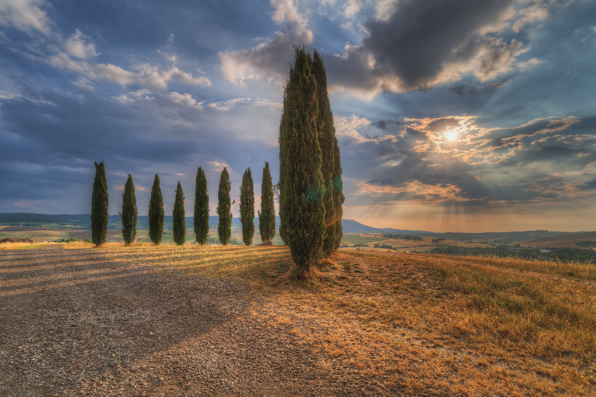 cypresses, after torrential rain