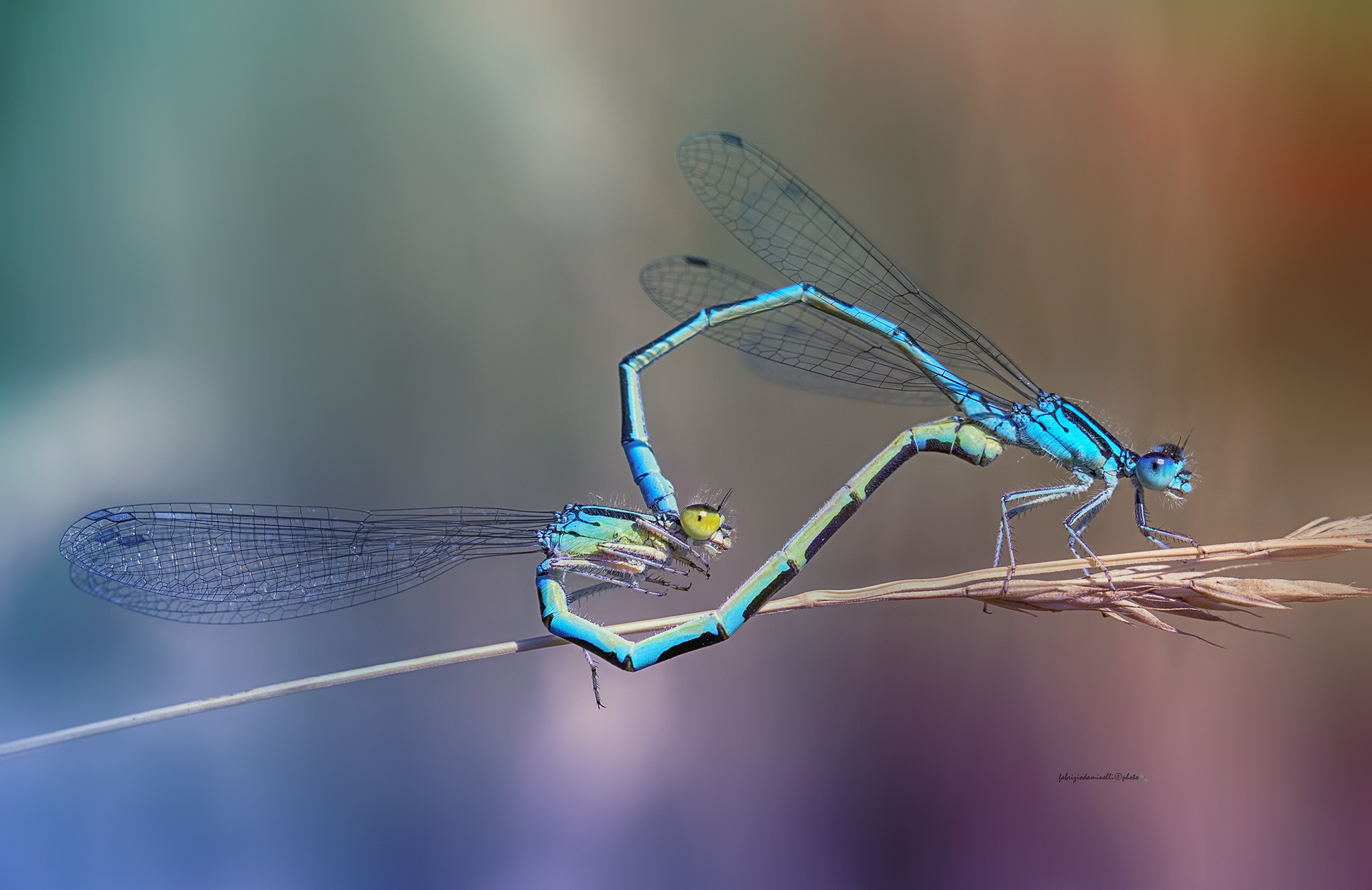 Coenagrion scitulum