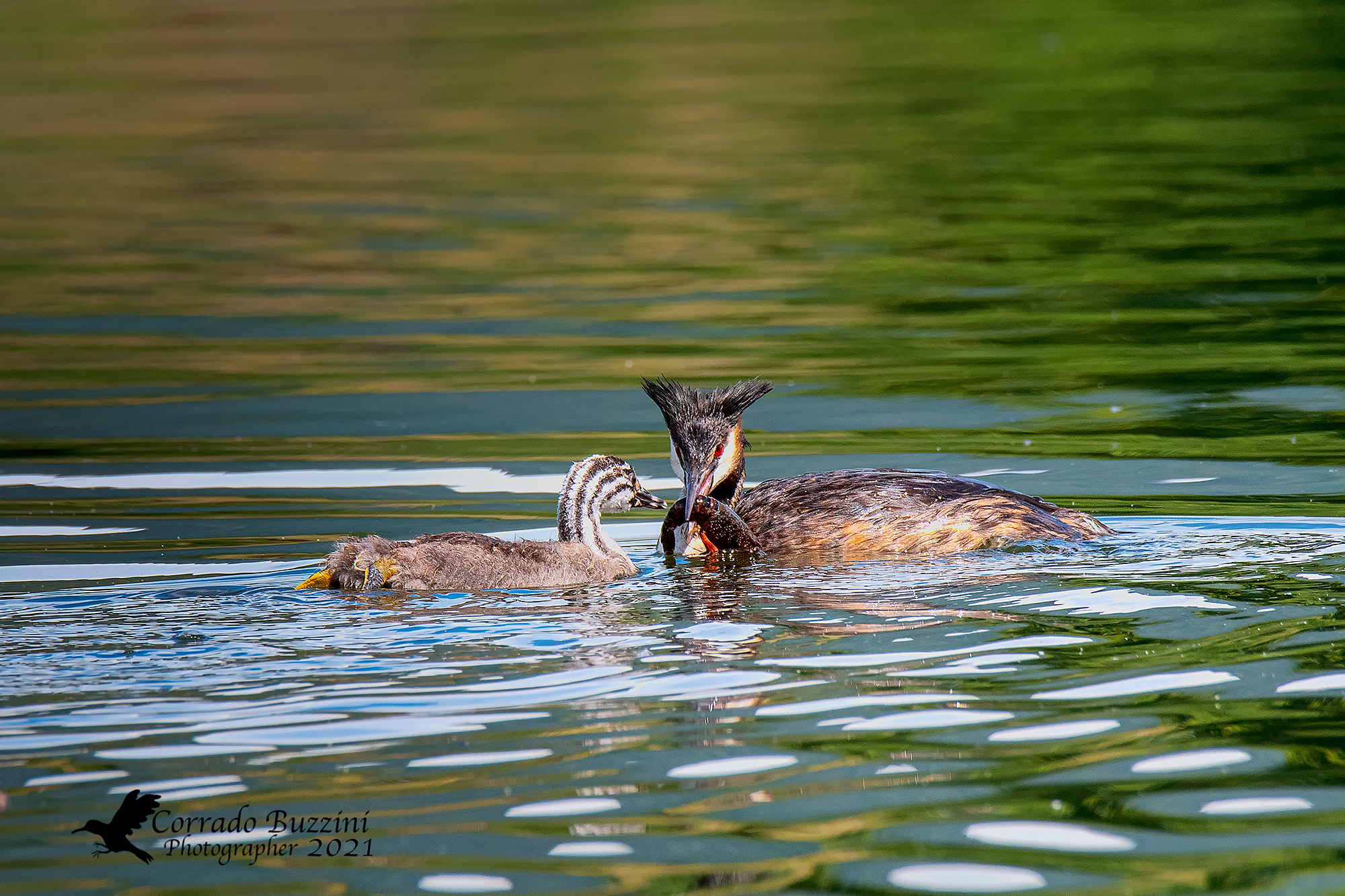 grebe