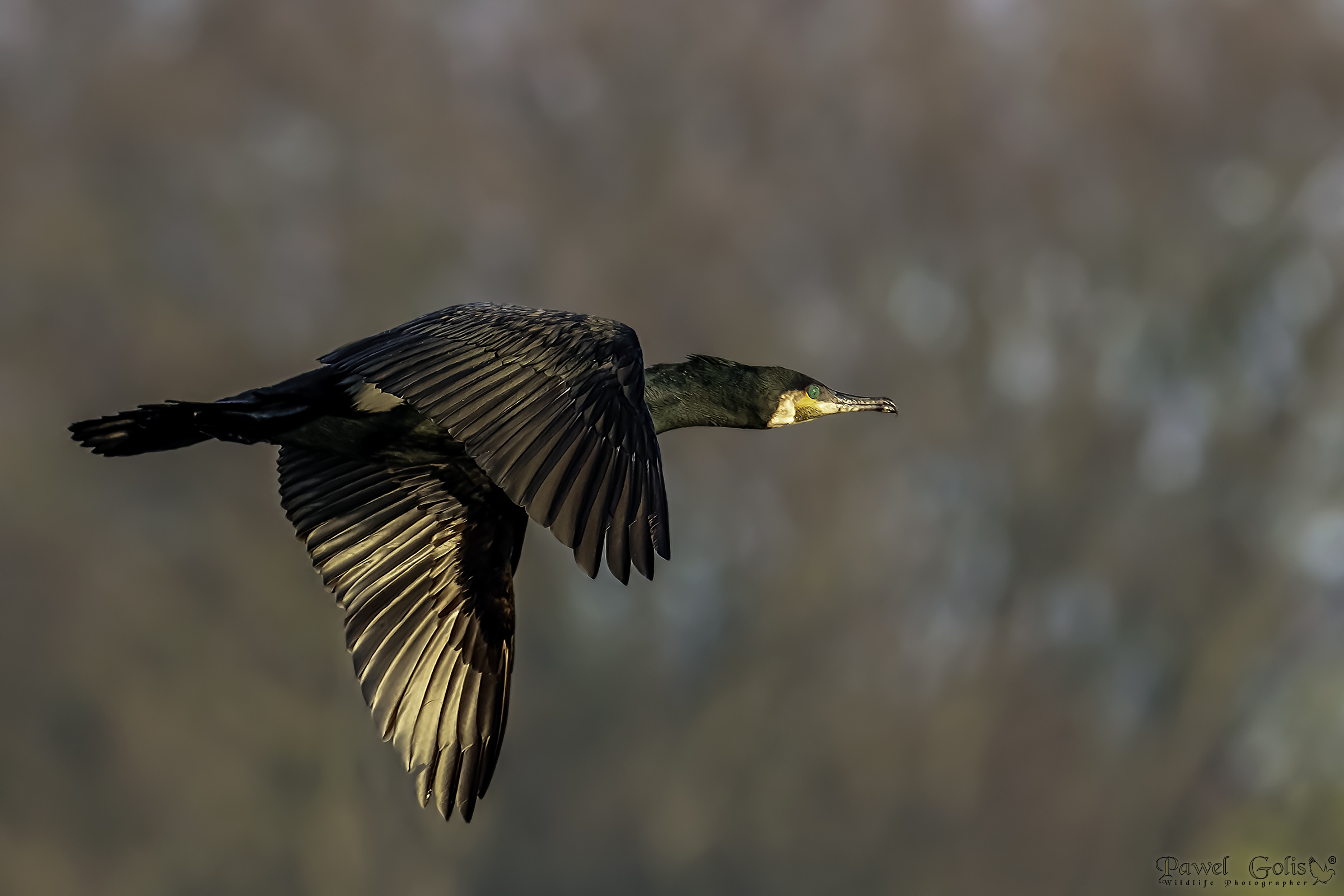 Grande Cormorano (Phalacrocorax carbo)