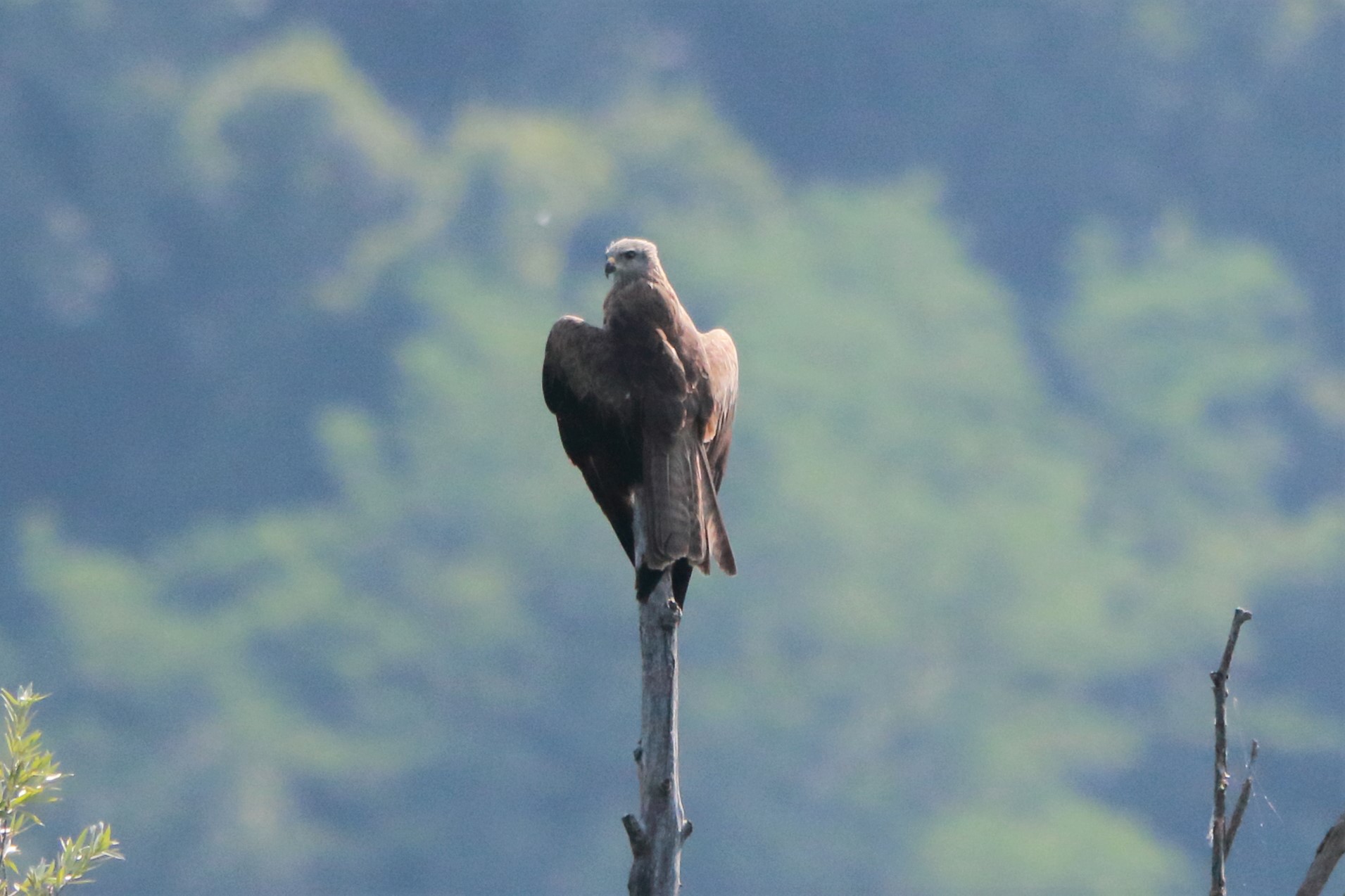 Perched black kite (Brivio swamp)