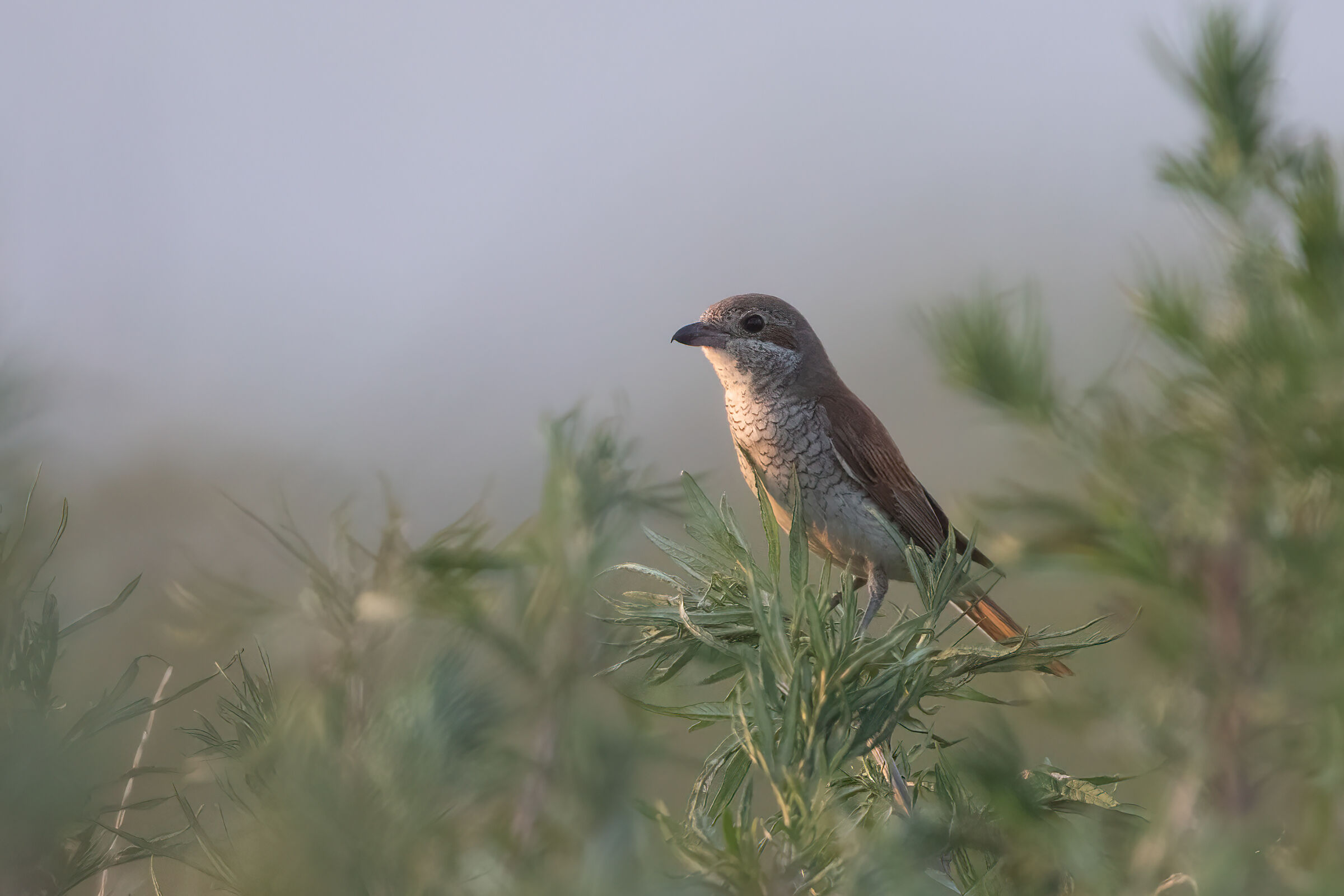 Averla piccola femmina