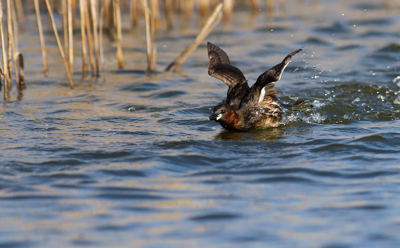 Butterfly? .. no, little grebe style!
