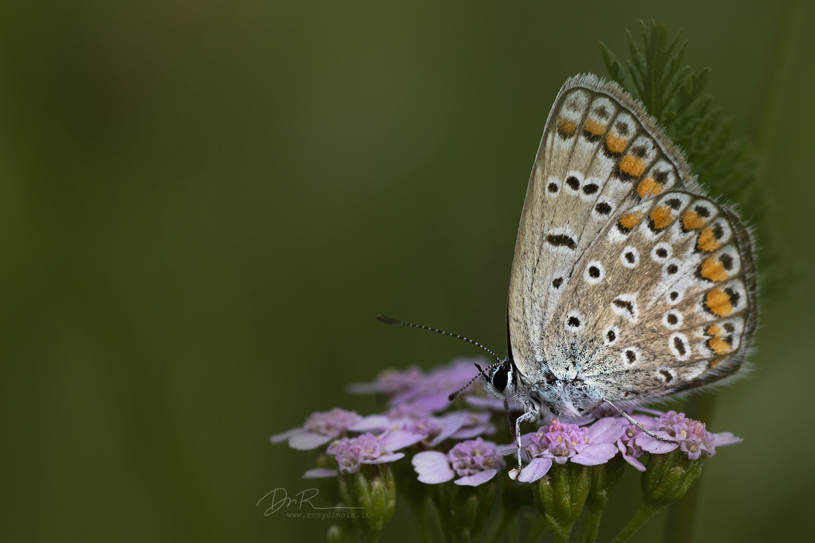 Polyommatus icarus