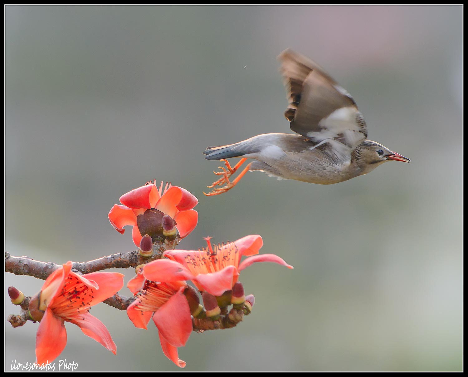 Rosso-fatturato Starling 2