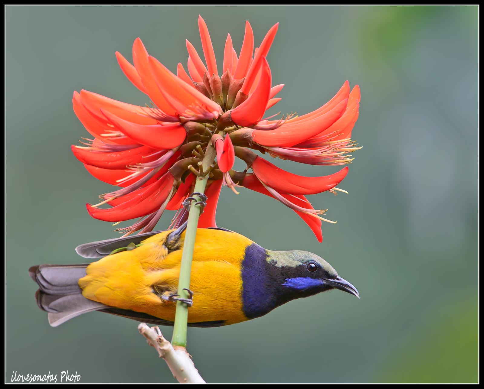 Orange-bellied Leafbird 1