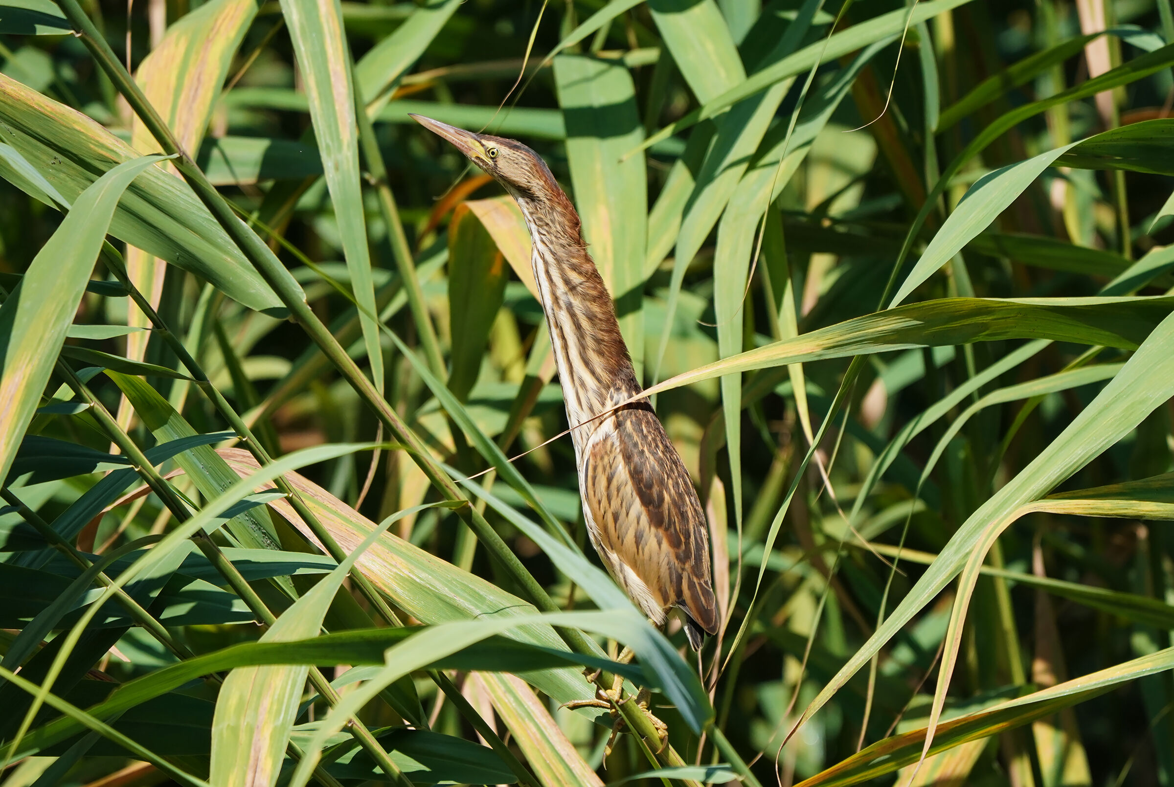 in cane