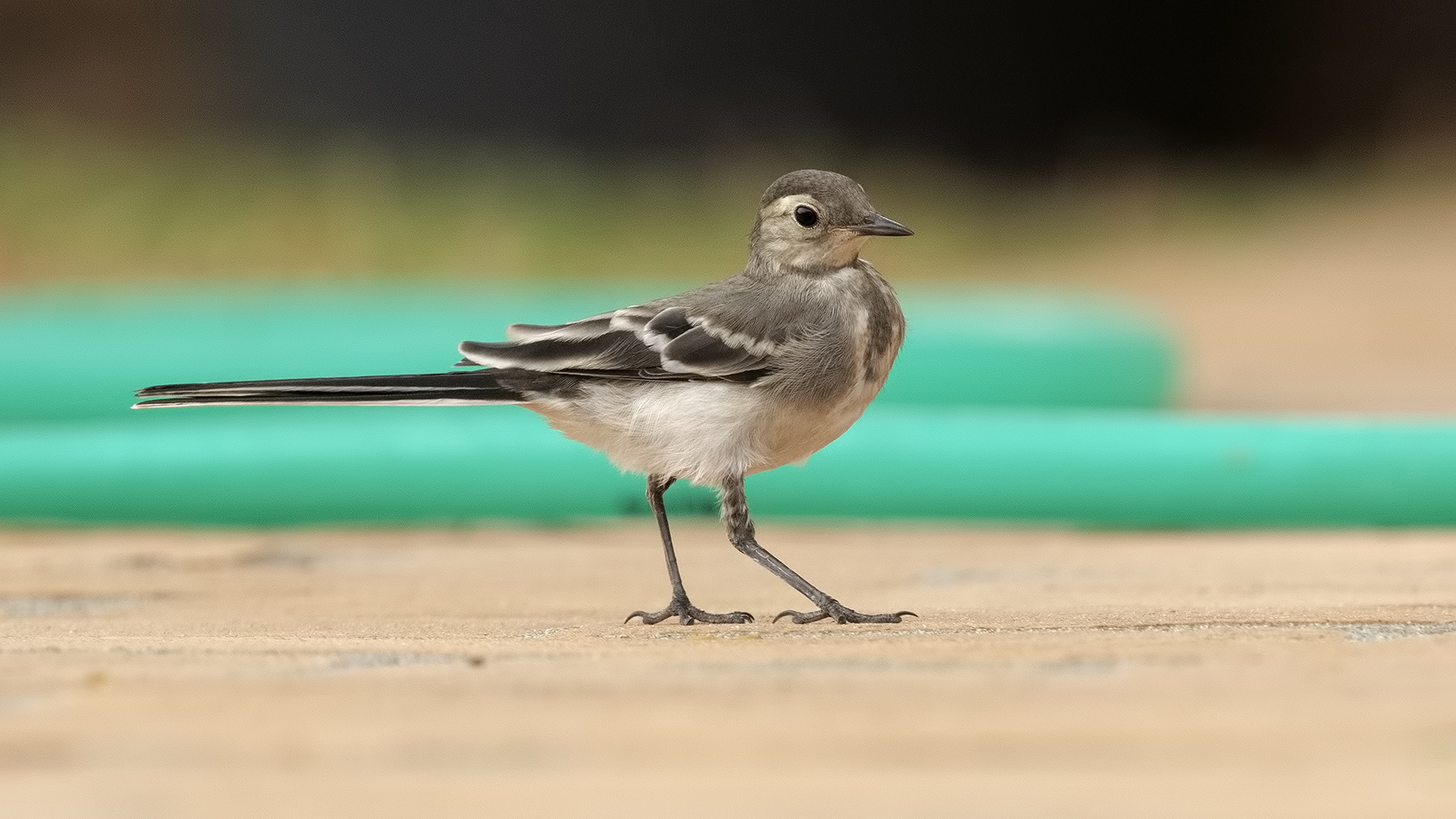 Una ballerina giovane e già bella