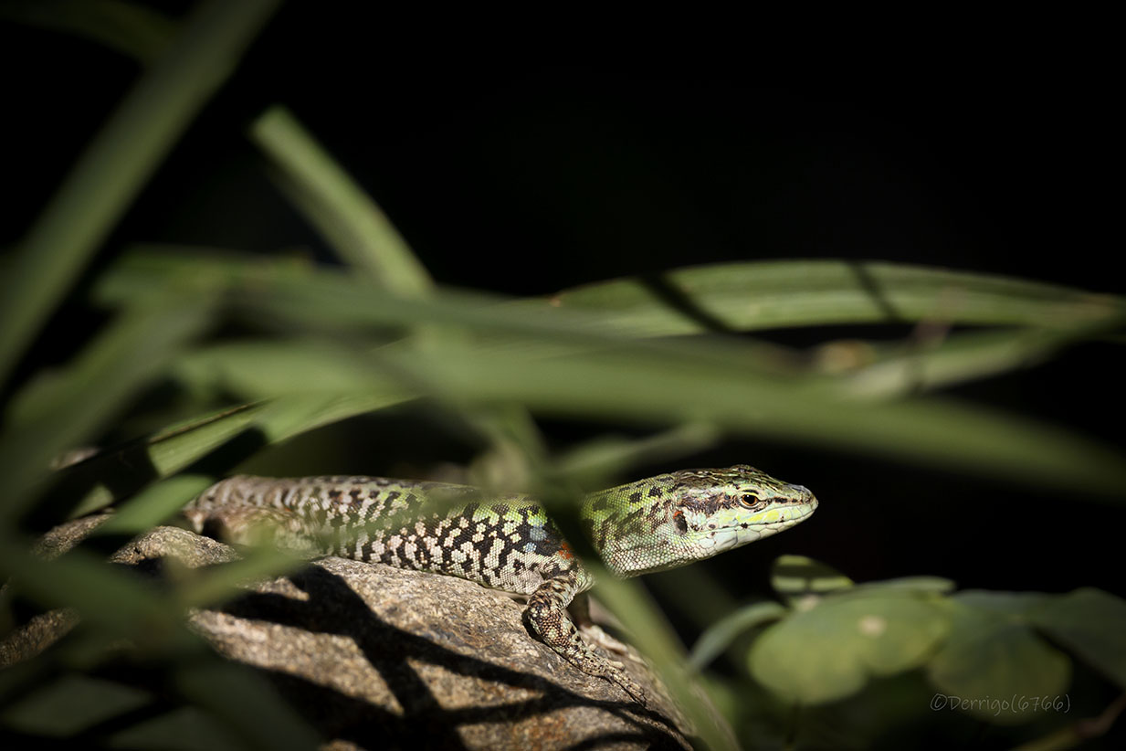 Reptilian portrait...