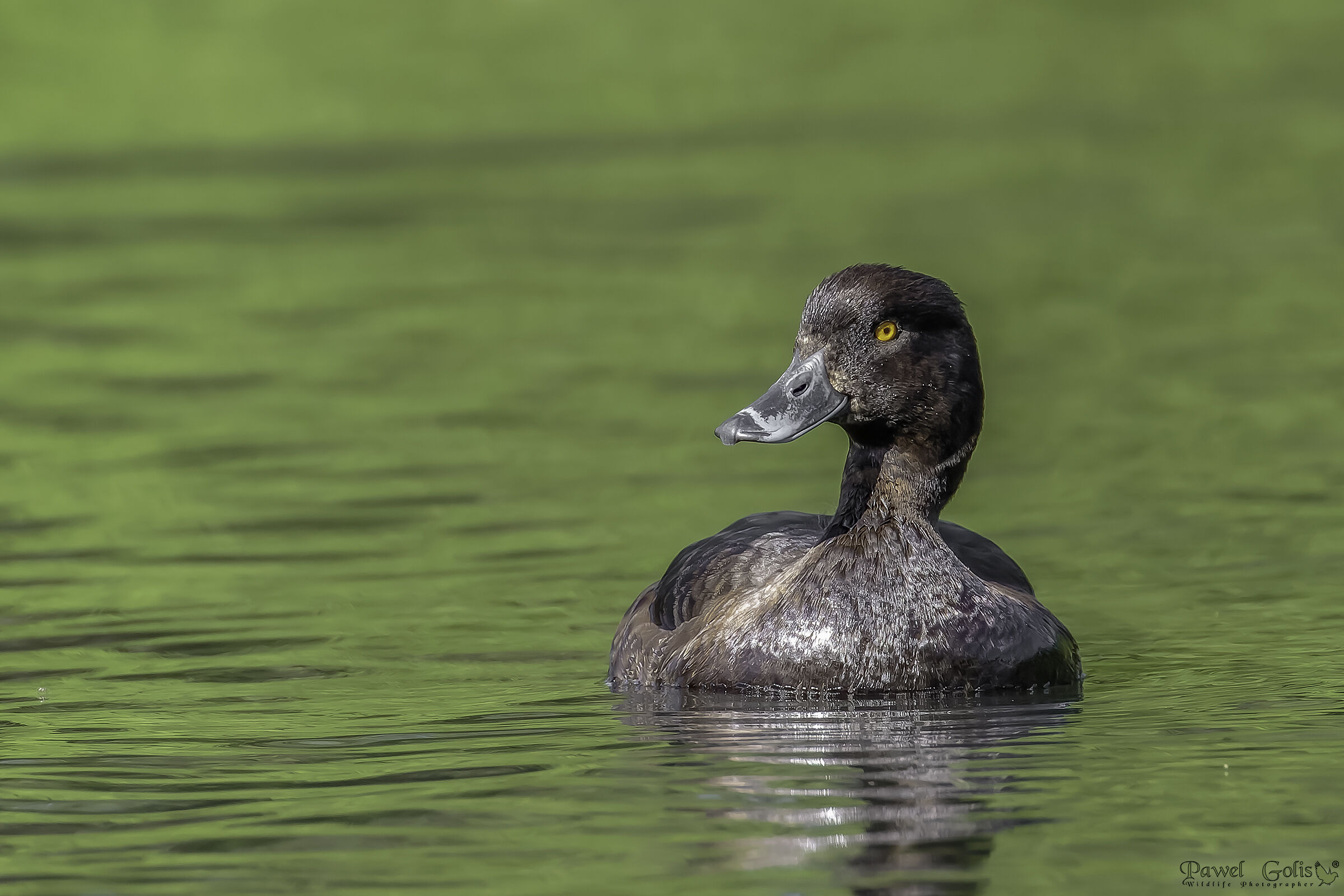 Tufted duck (Aythya fuligula)