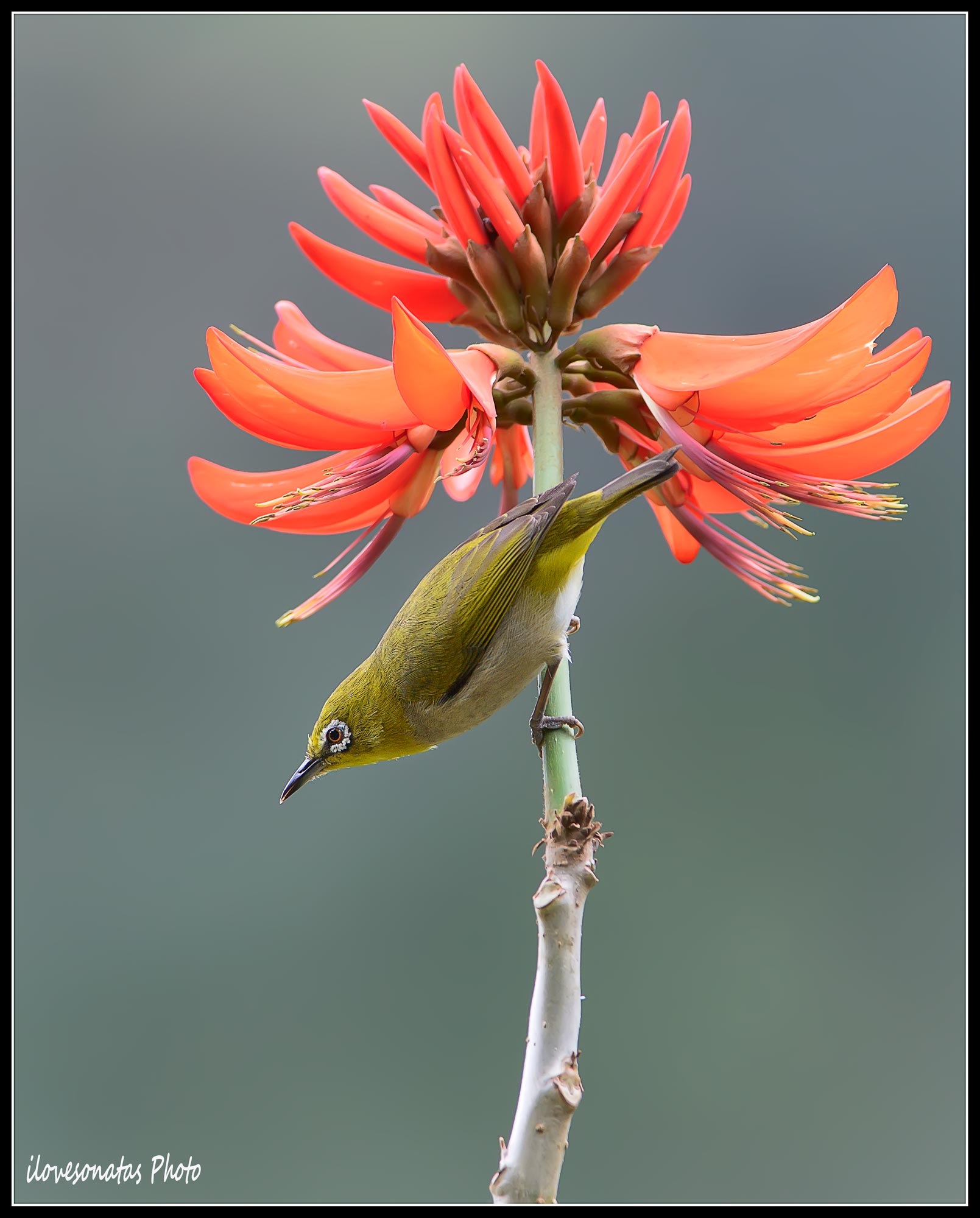 Giapponese Bianco Eye 1