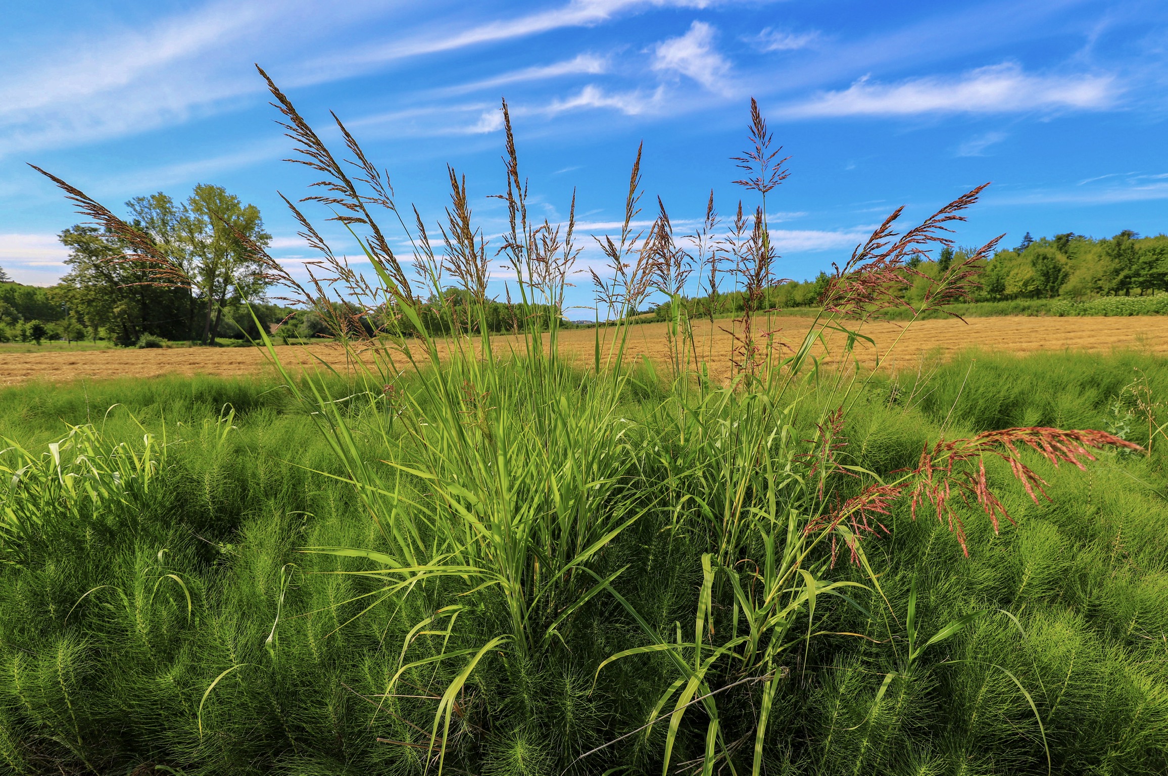 Herbs and colors of Monferrato
