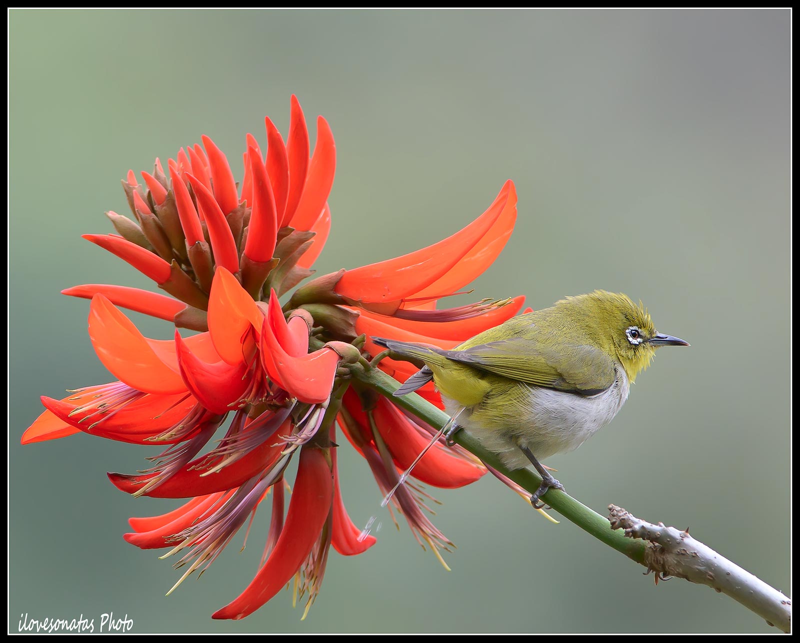Giapponese White-eye 2
