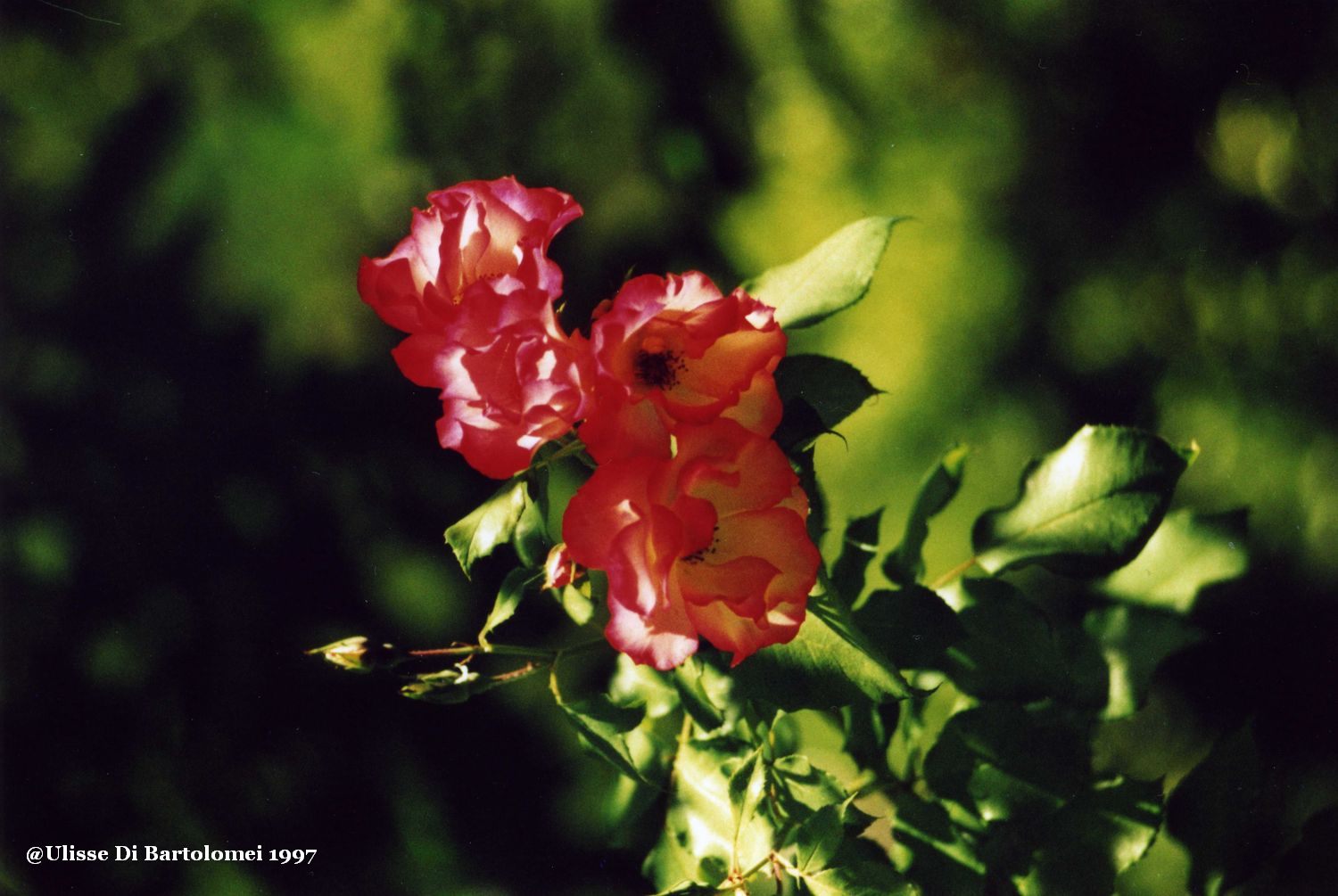 The allied flowers and greens