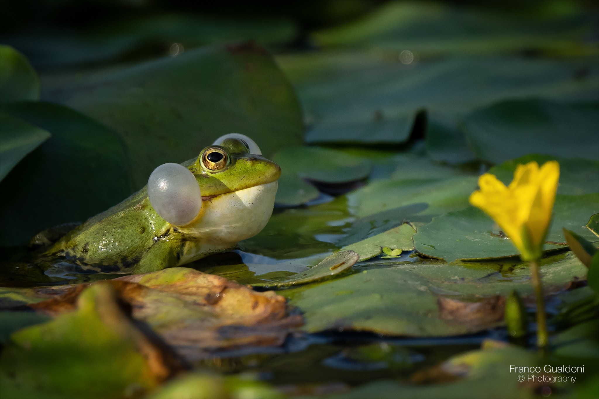 Green frog.