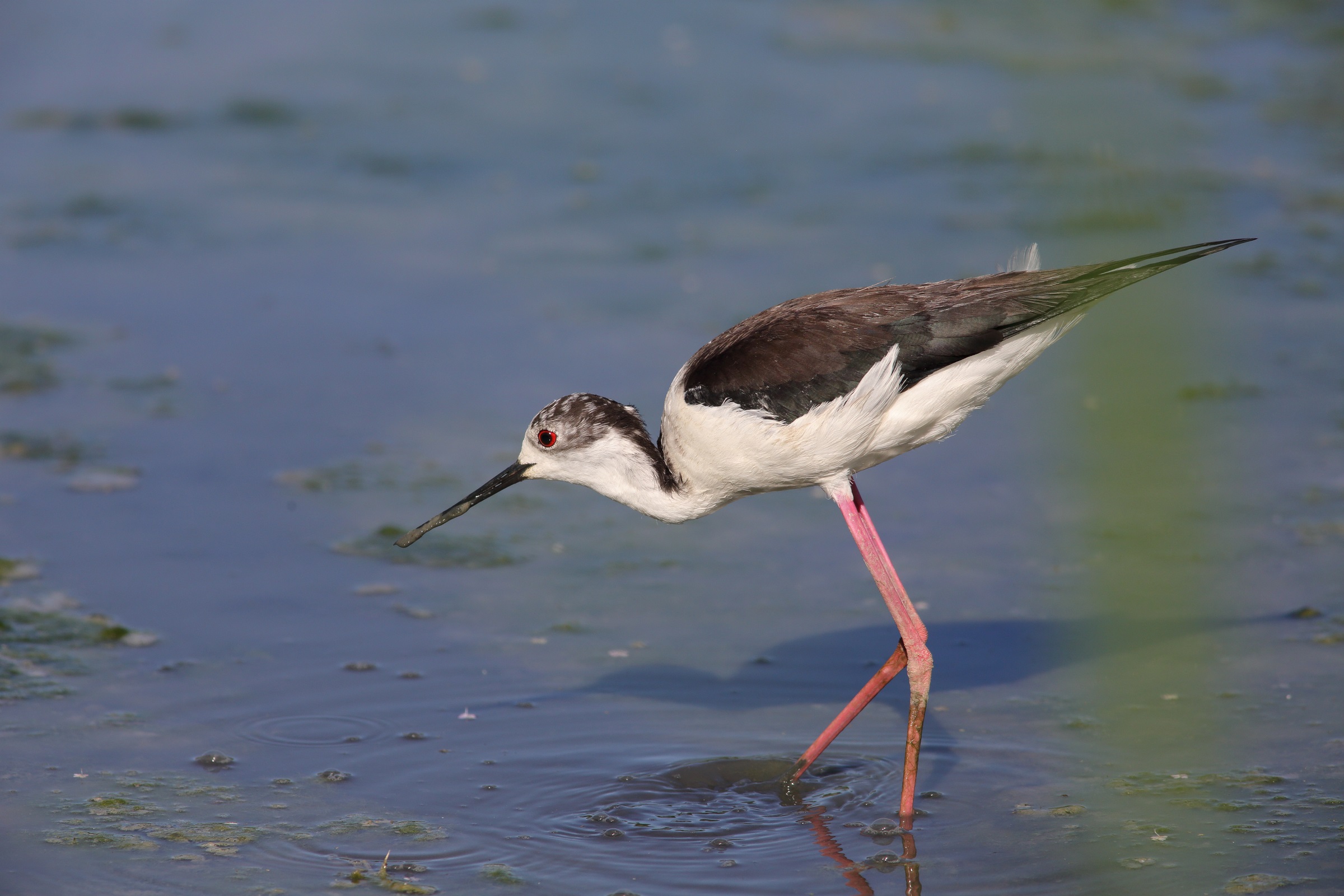 Himantopus himantopus  o  cavaliere d'Italia