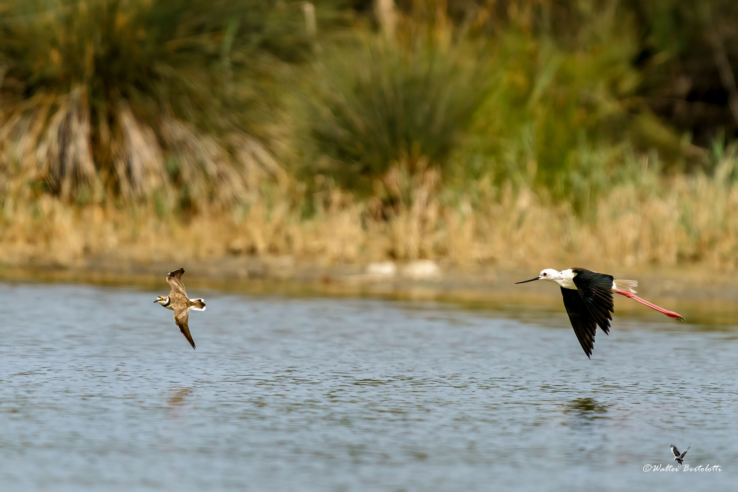 territorialità estrema