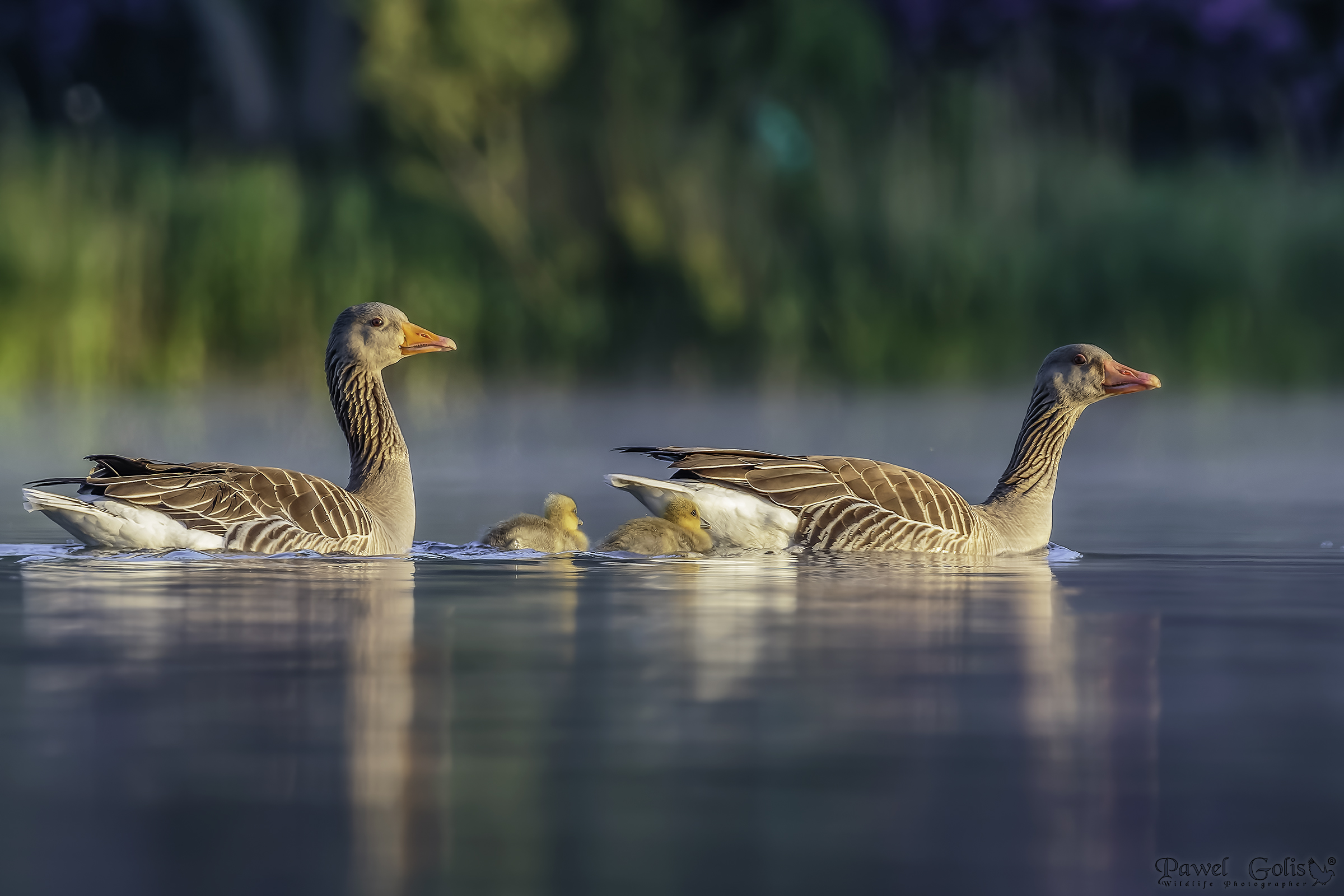 Oca greylag (Anser anser)