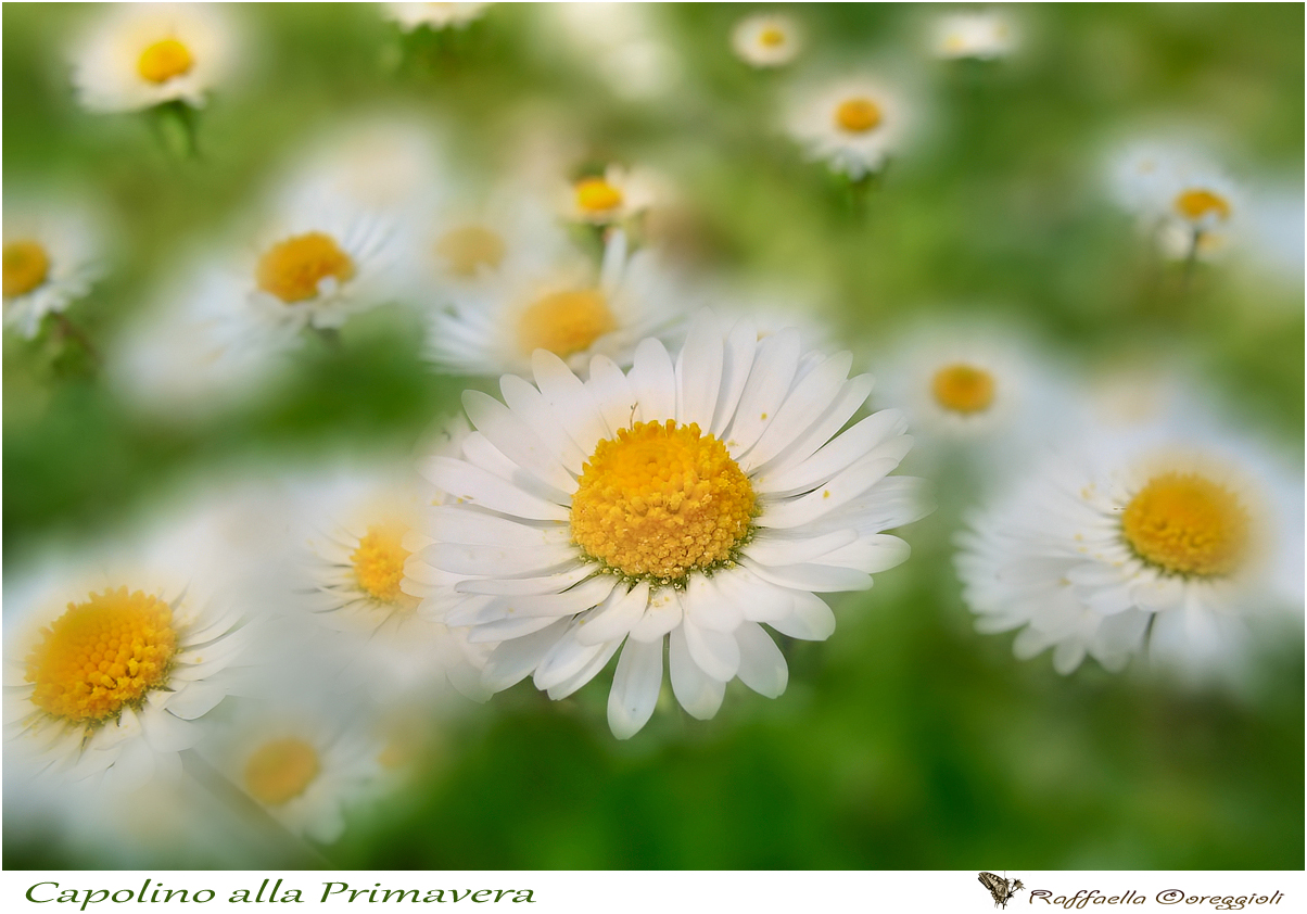 Capolino alla Primavera