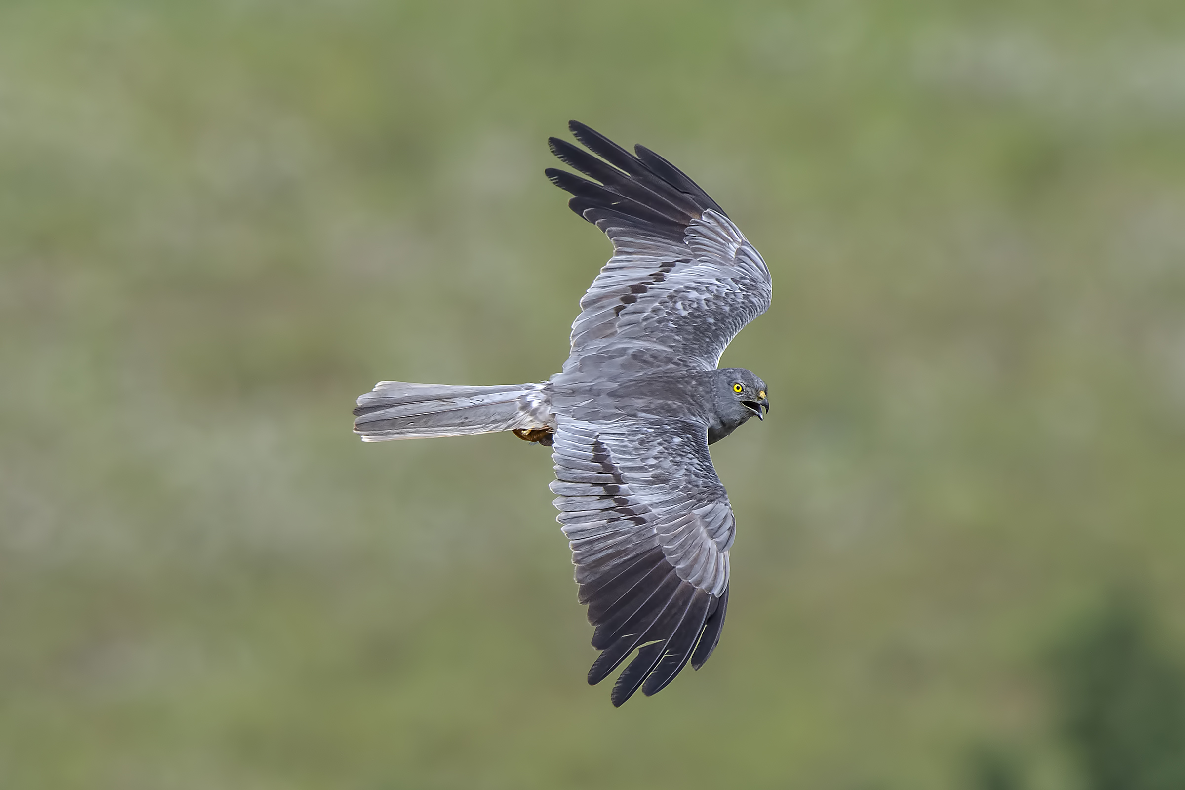 Albanella minore maschio