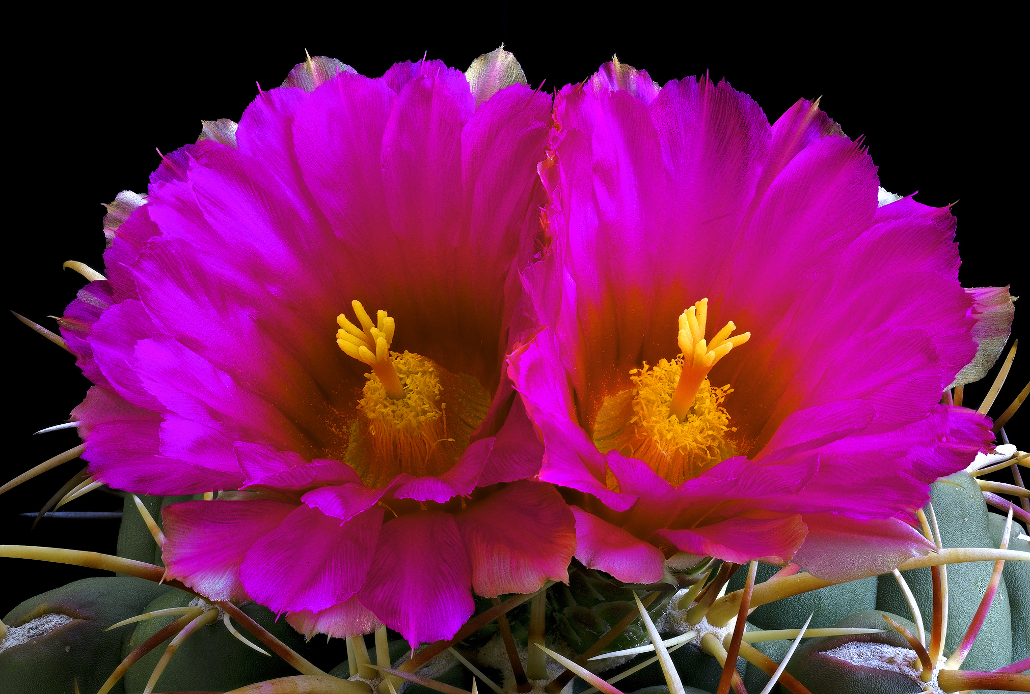 Thelocactus heterochromus