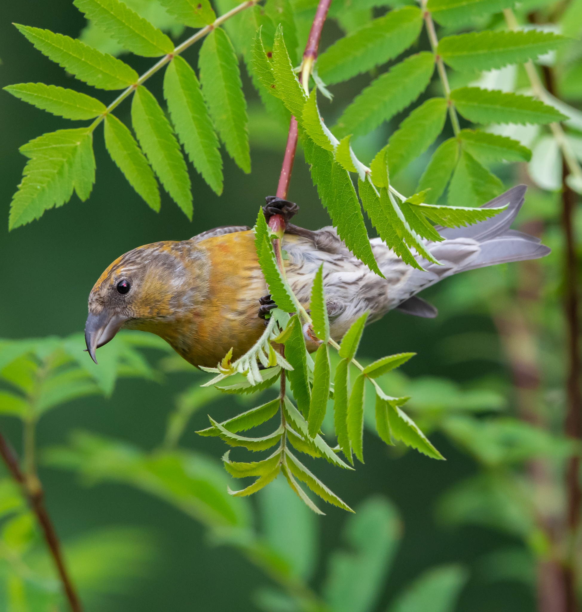 Femmina di Crociere acrobata