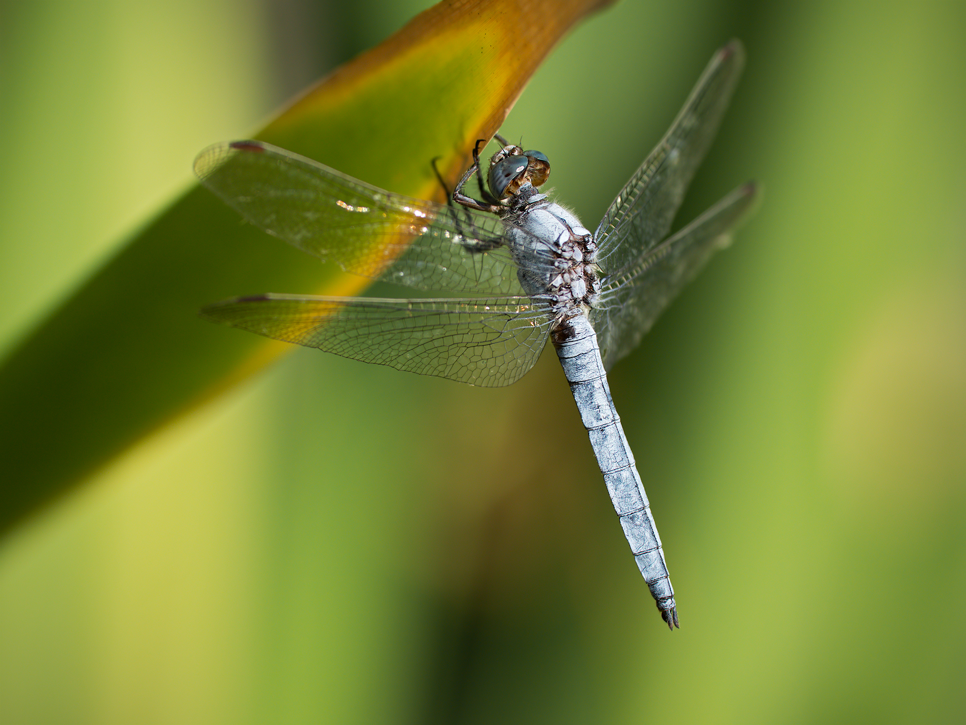 Orthetrum brunneum (male)