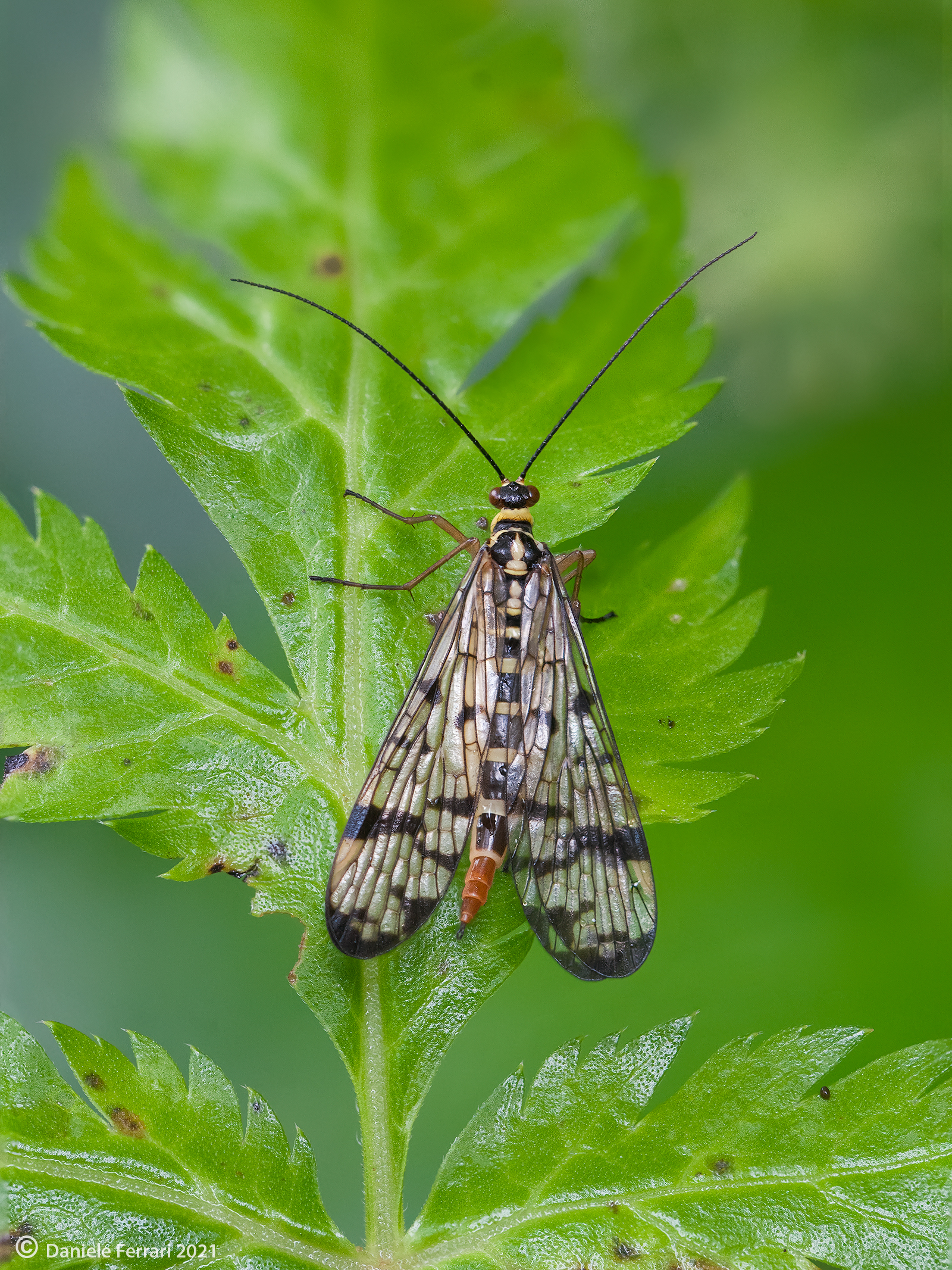 Panorpa sp - femmina