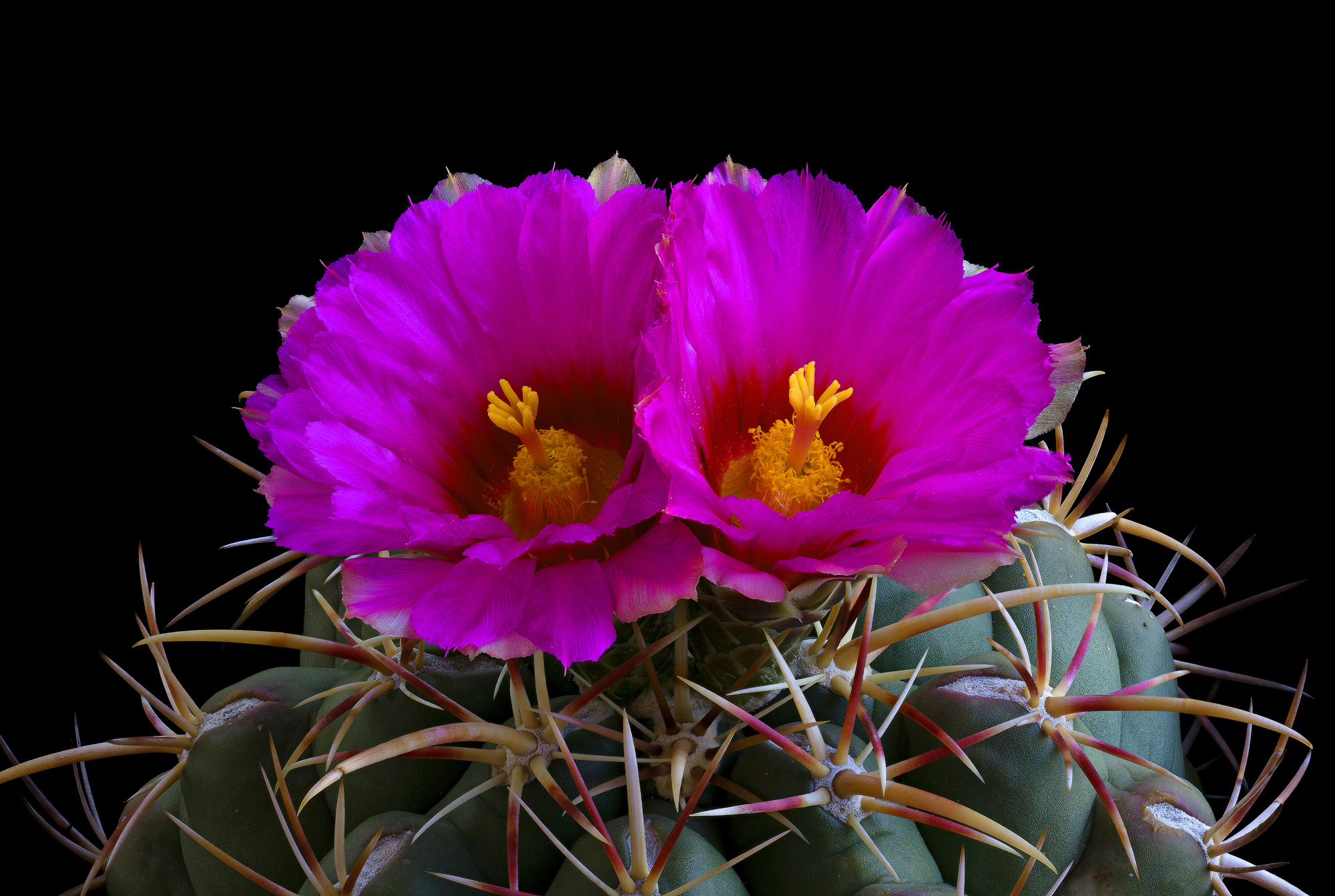 Thelocactus heterochromus