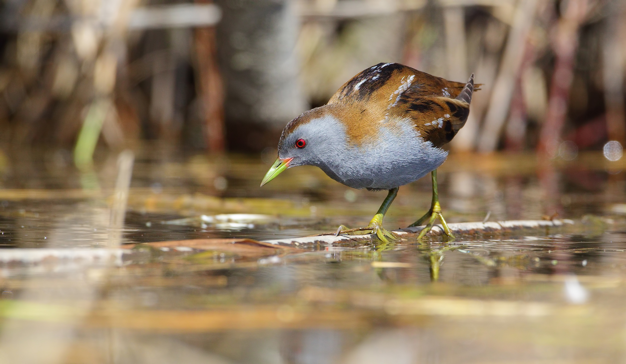 Schiribilla ambientata