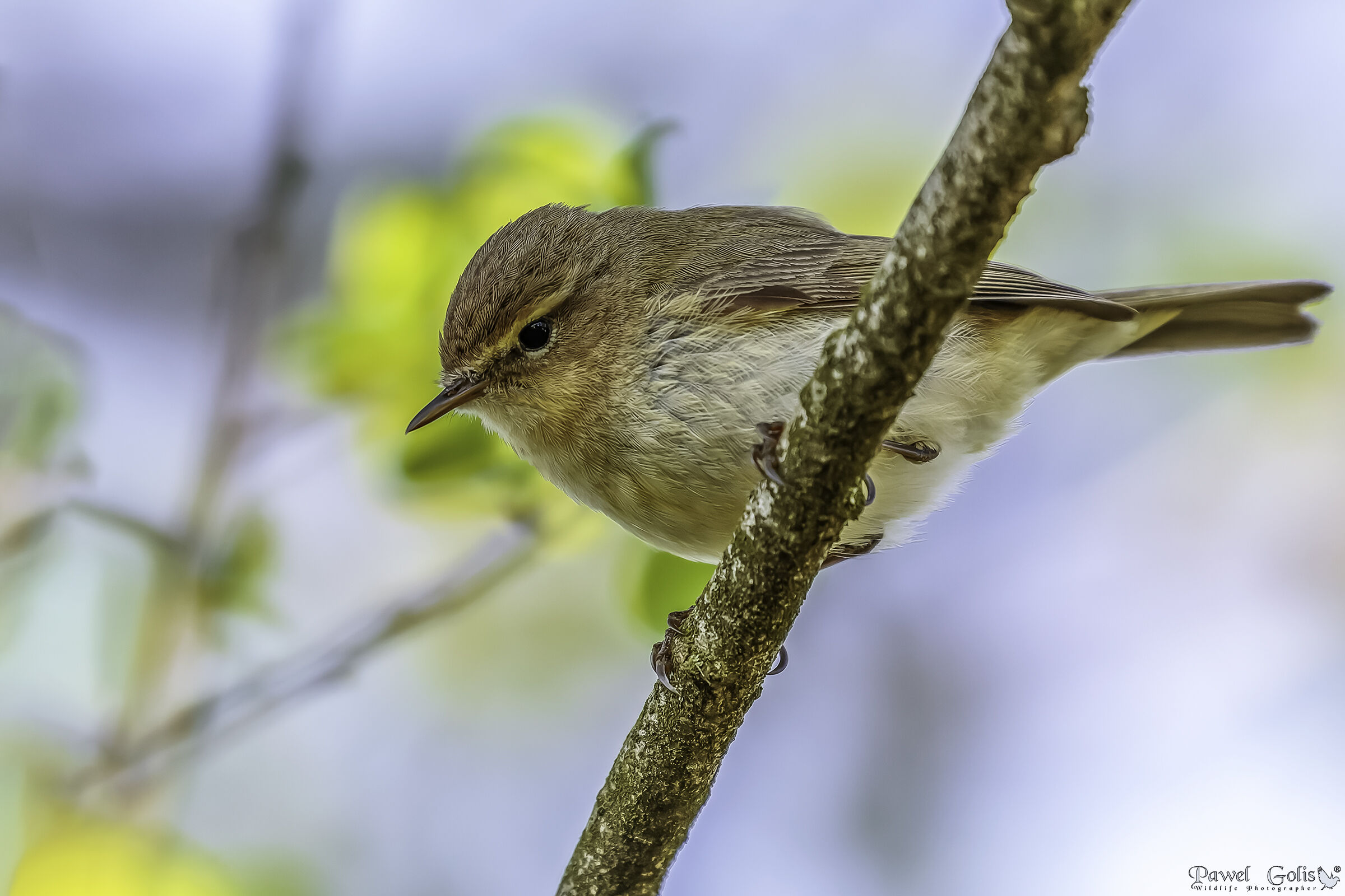 Common chiffchaff (Phylloscopus collybita)