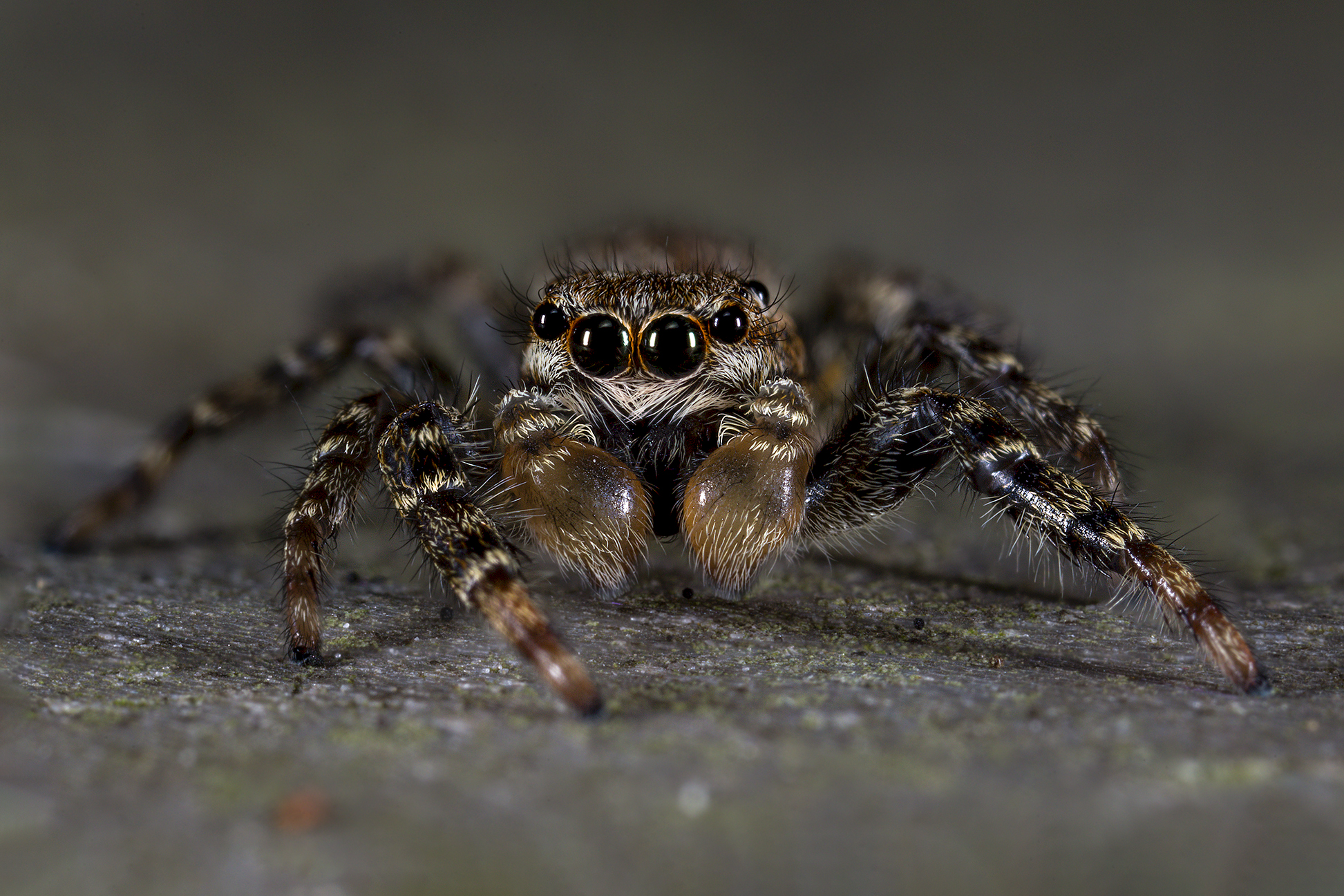 Marpissa muscosa male subadult