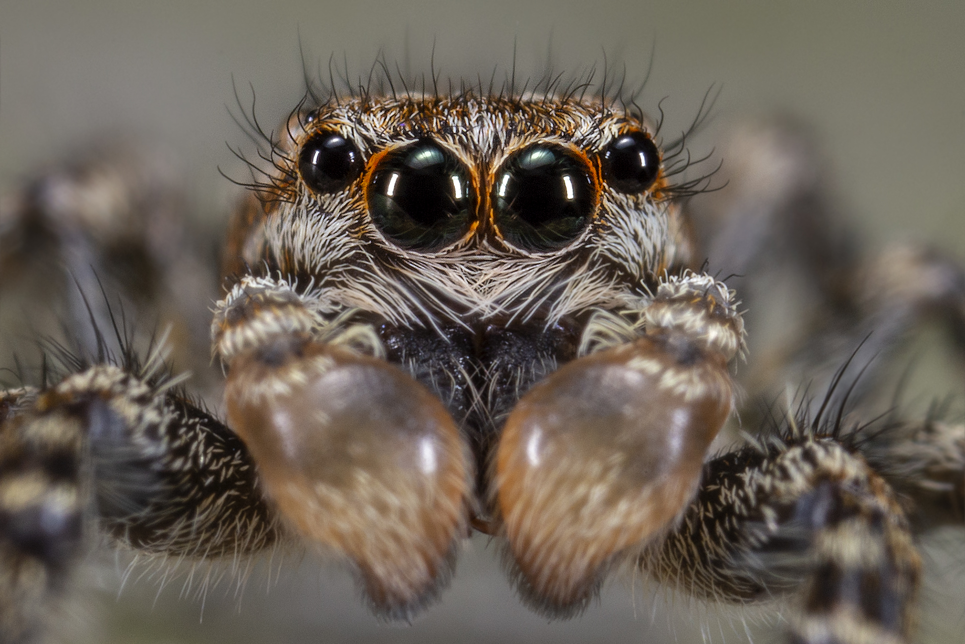 Marpissa muscosa maschio subadulto
