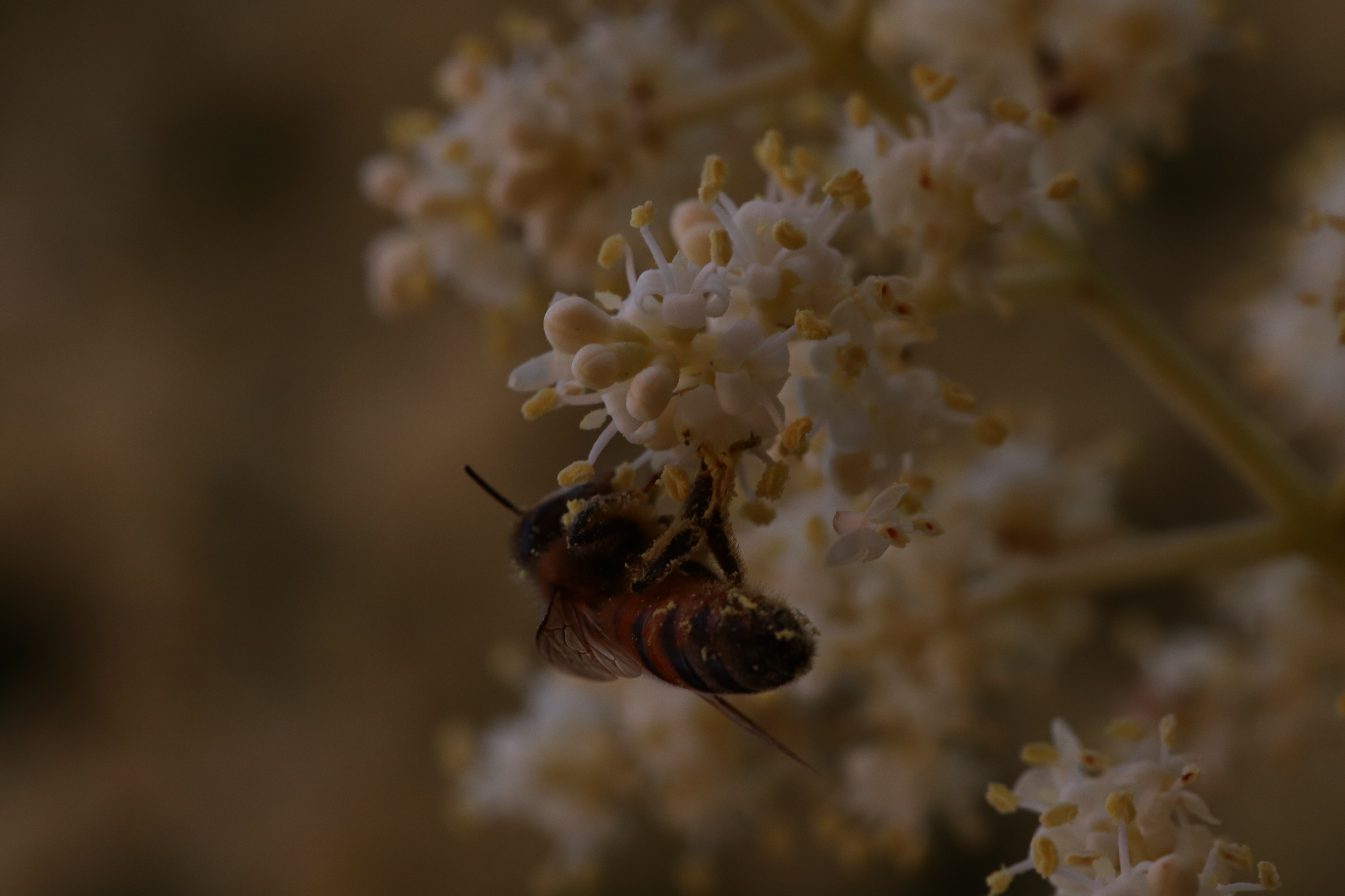 bee