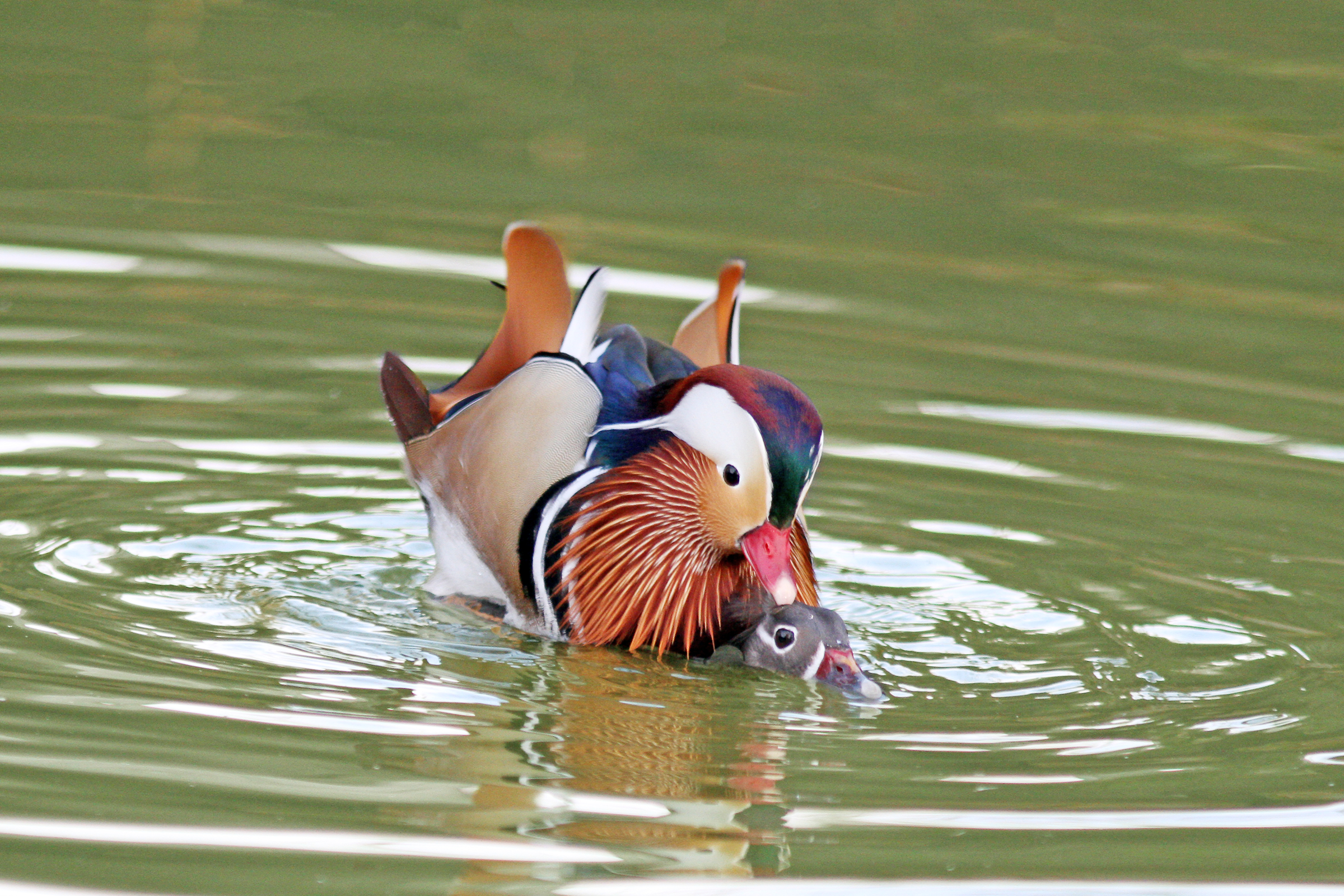 Mandarina accoppiamento. Non sono un giocattolo!!!