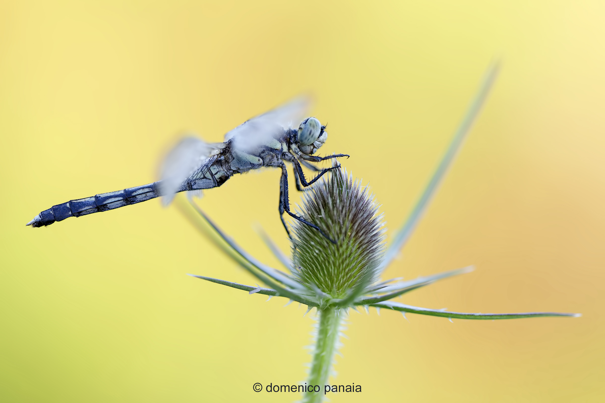 Orthetrum albistylum