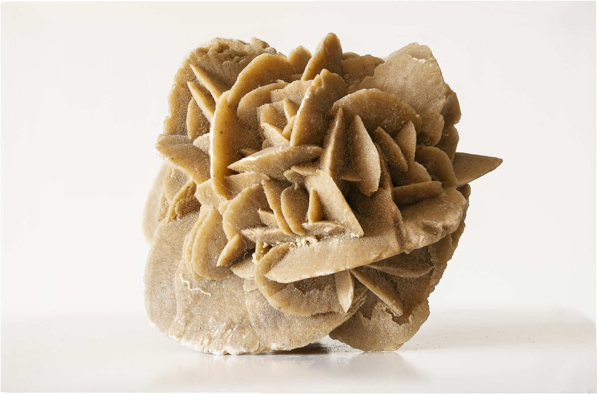 Rosa del deserto