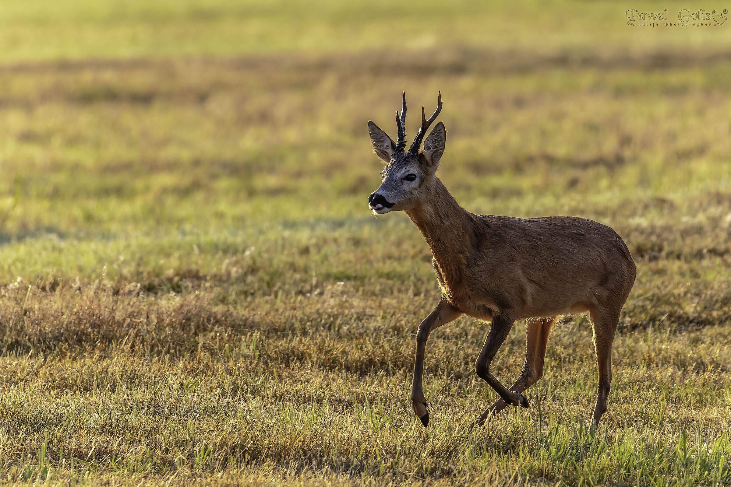 Capriolo - capra (Capreolus capreolus)