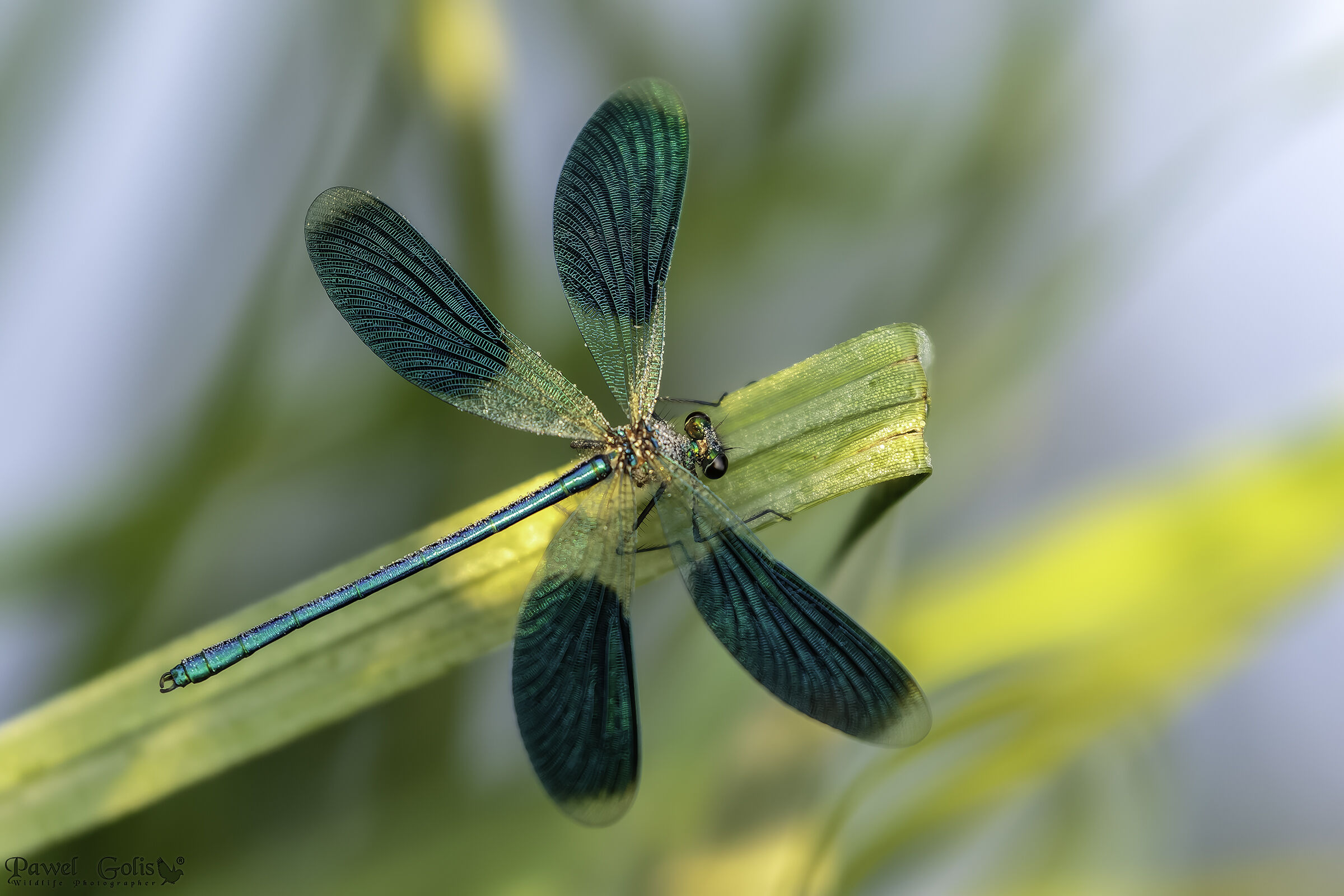 Bella demoiselle (Calopteryx virgo)