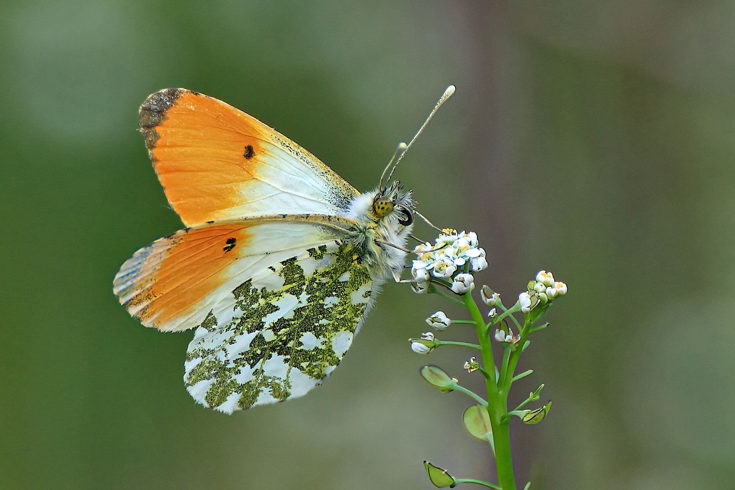 Aurora Anthocharis Cardamines