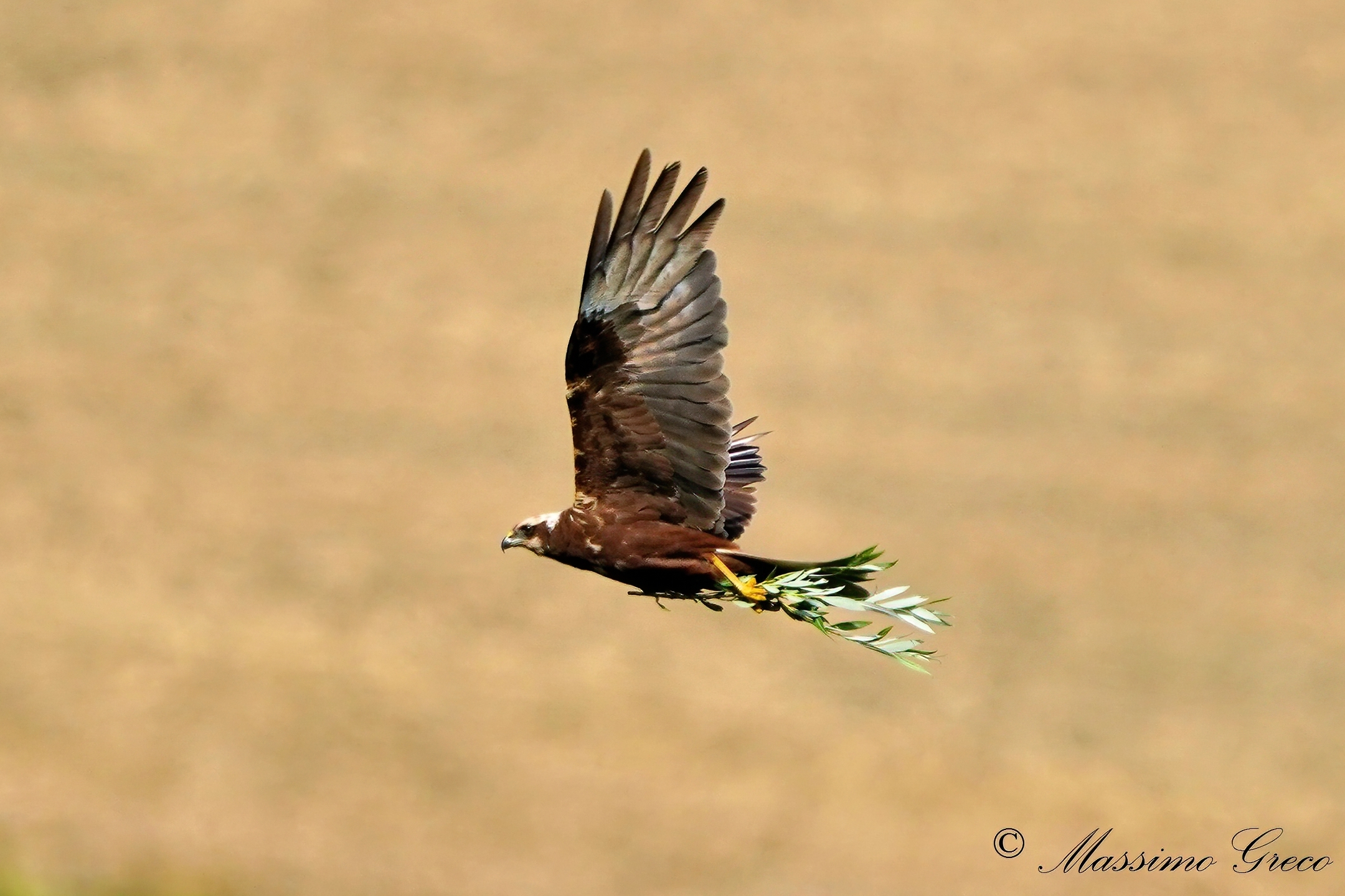 Marsh harrier (Circus aeruginosus)