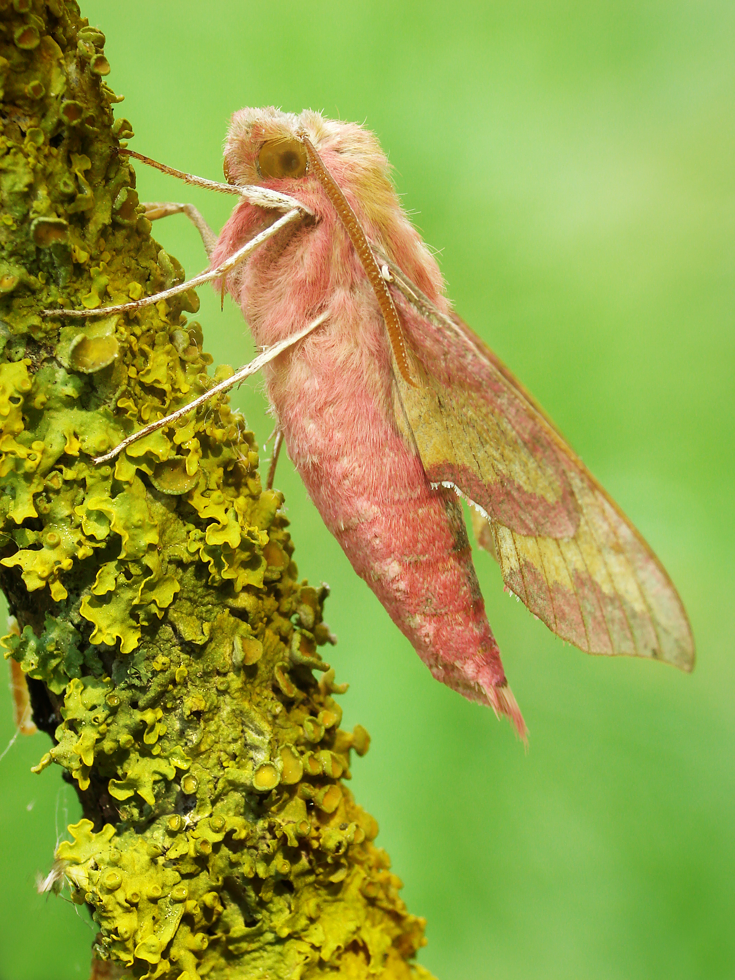Deilephila porcellus