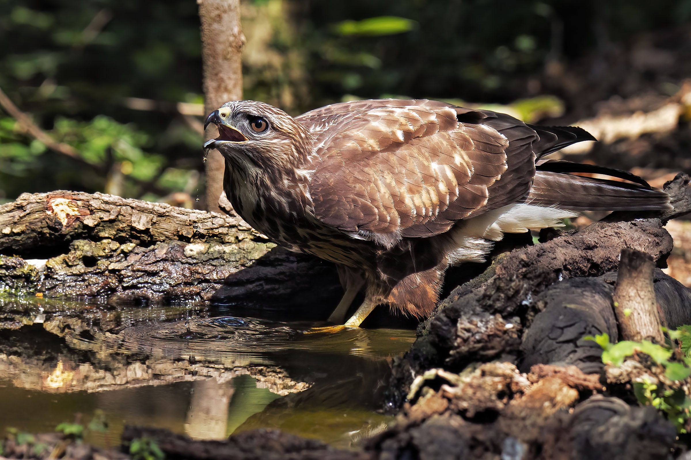 water... At last!!! (Buzzard)