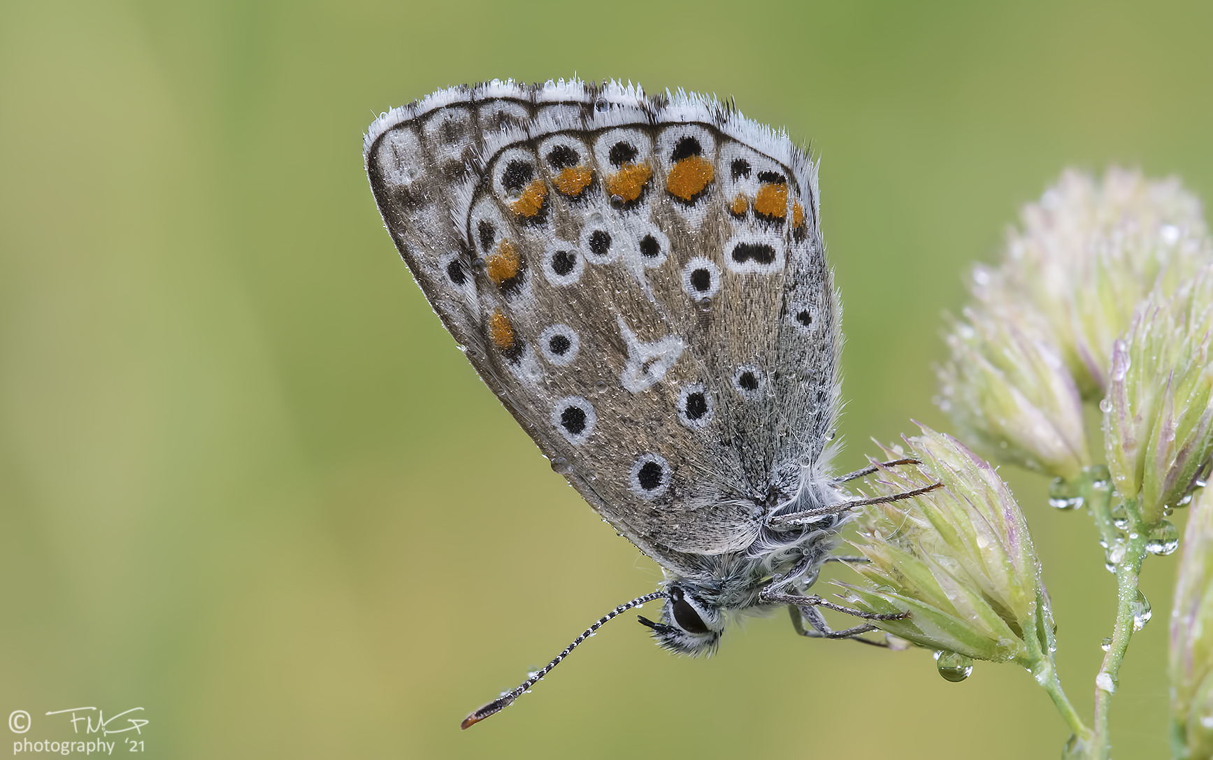 Polyommatus Icarus