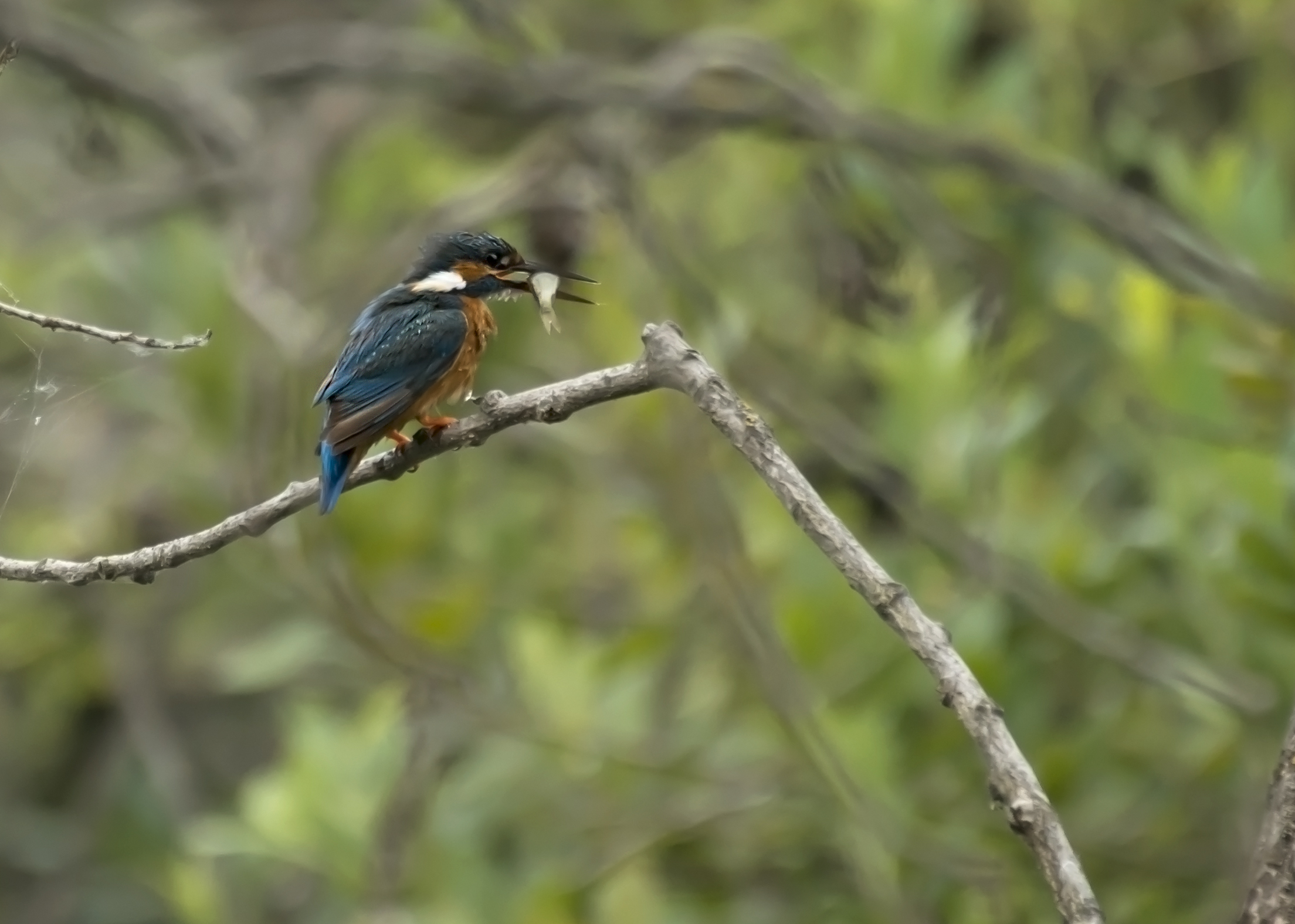 Martin non sbaglia mai