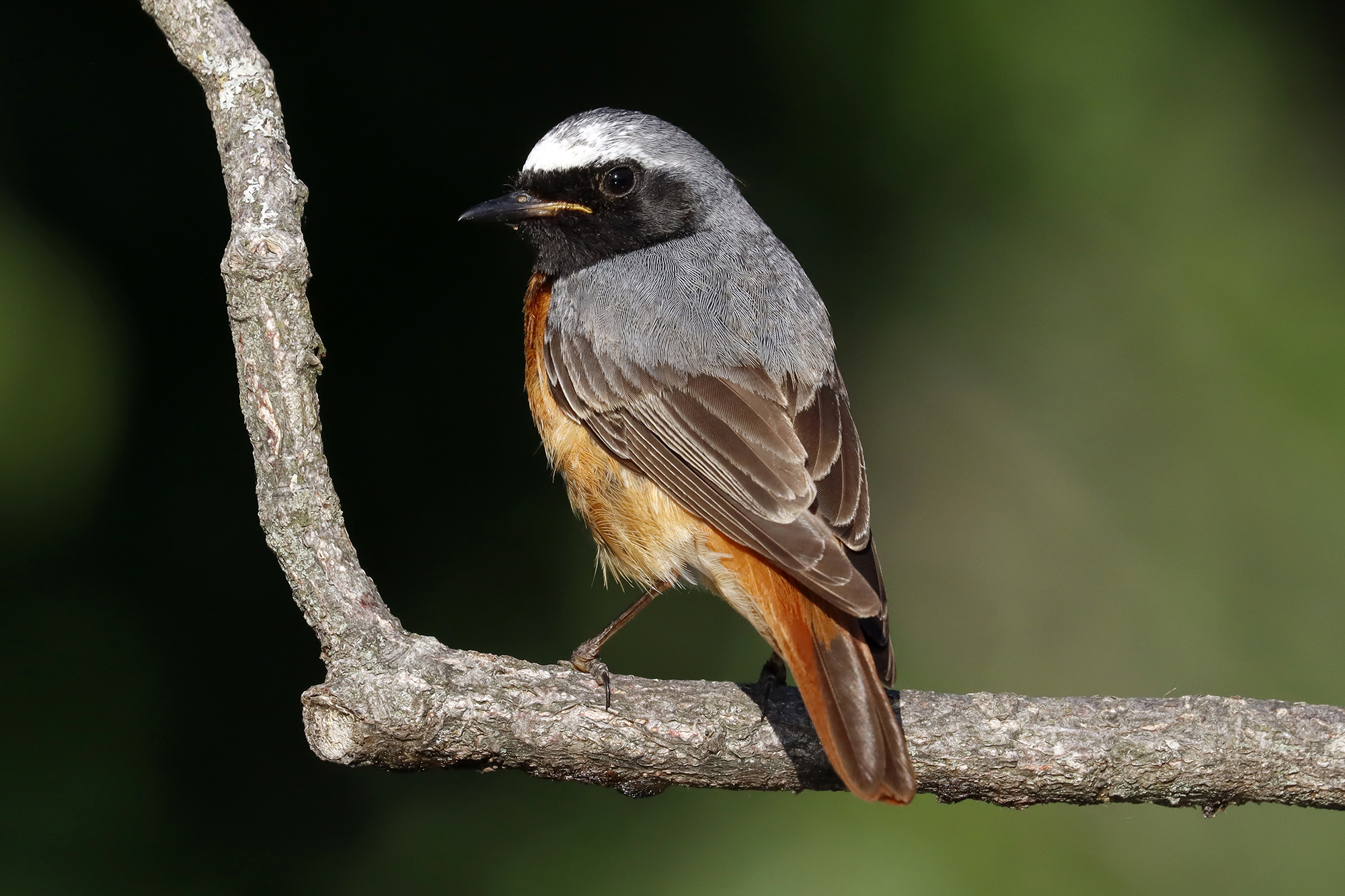 redstart