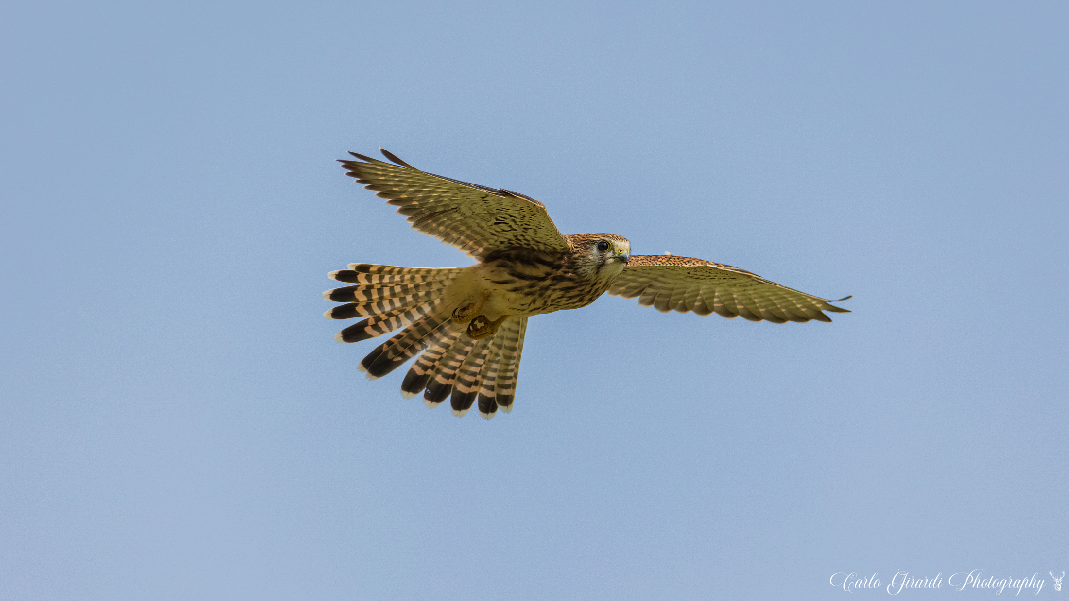 kestrel