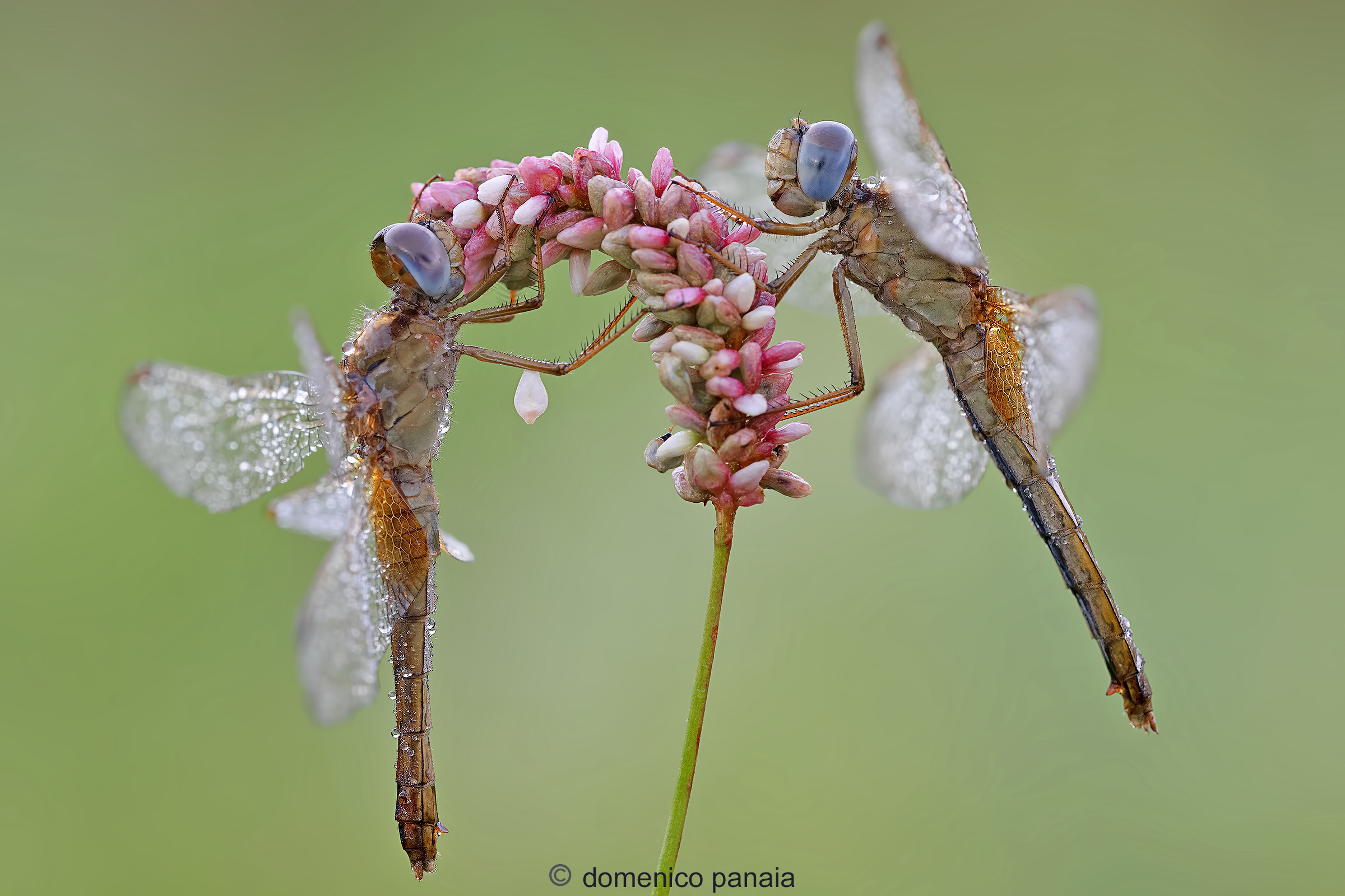 crocothemis erythraea