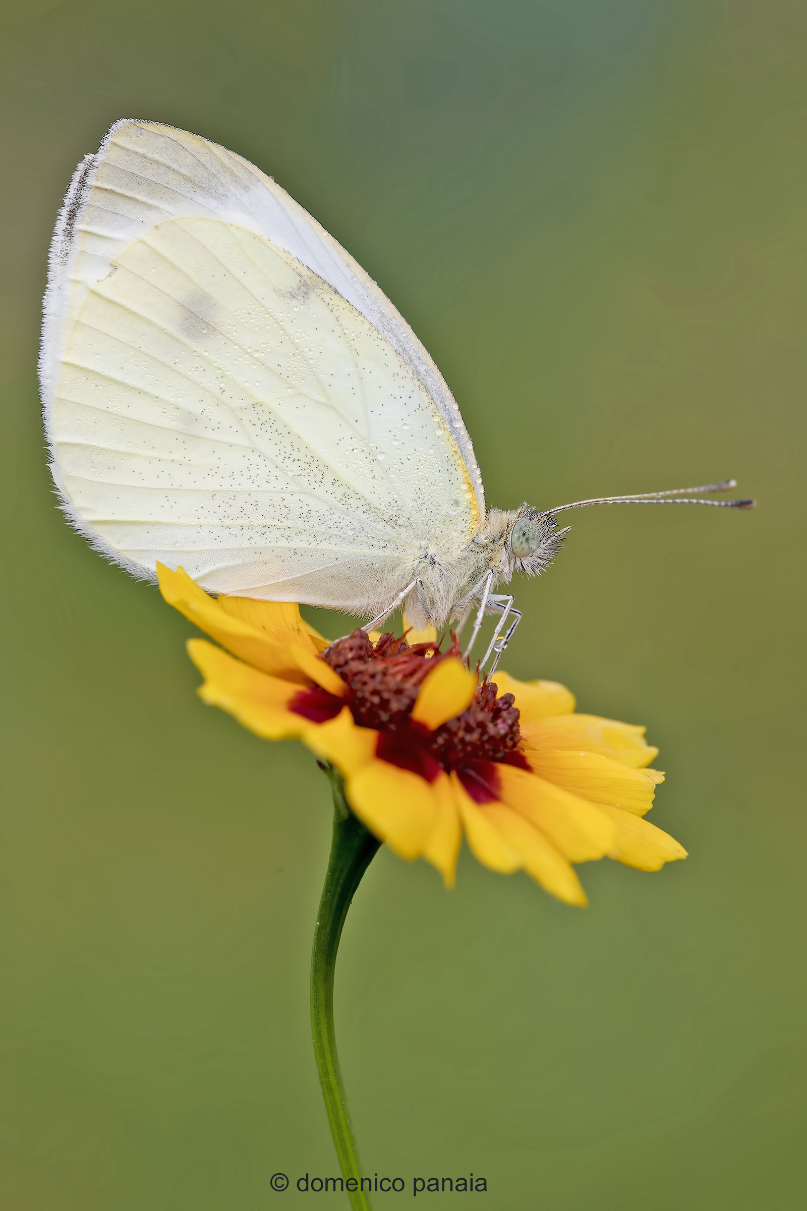 pieris brassicae