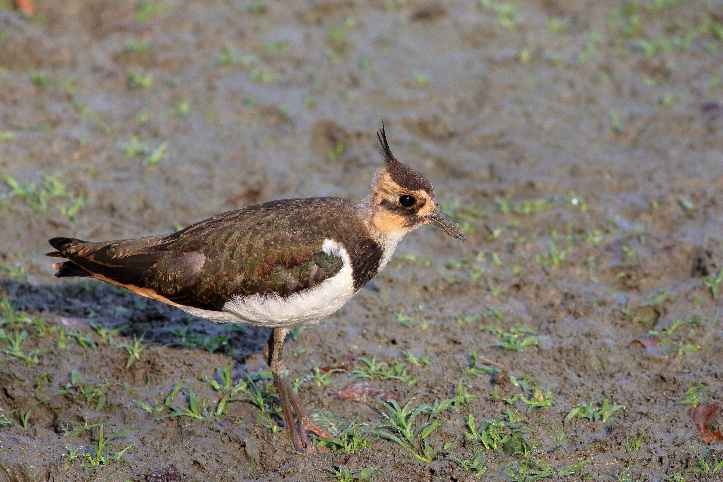 Vanellus vanellus  o  pavoncella